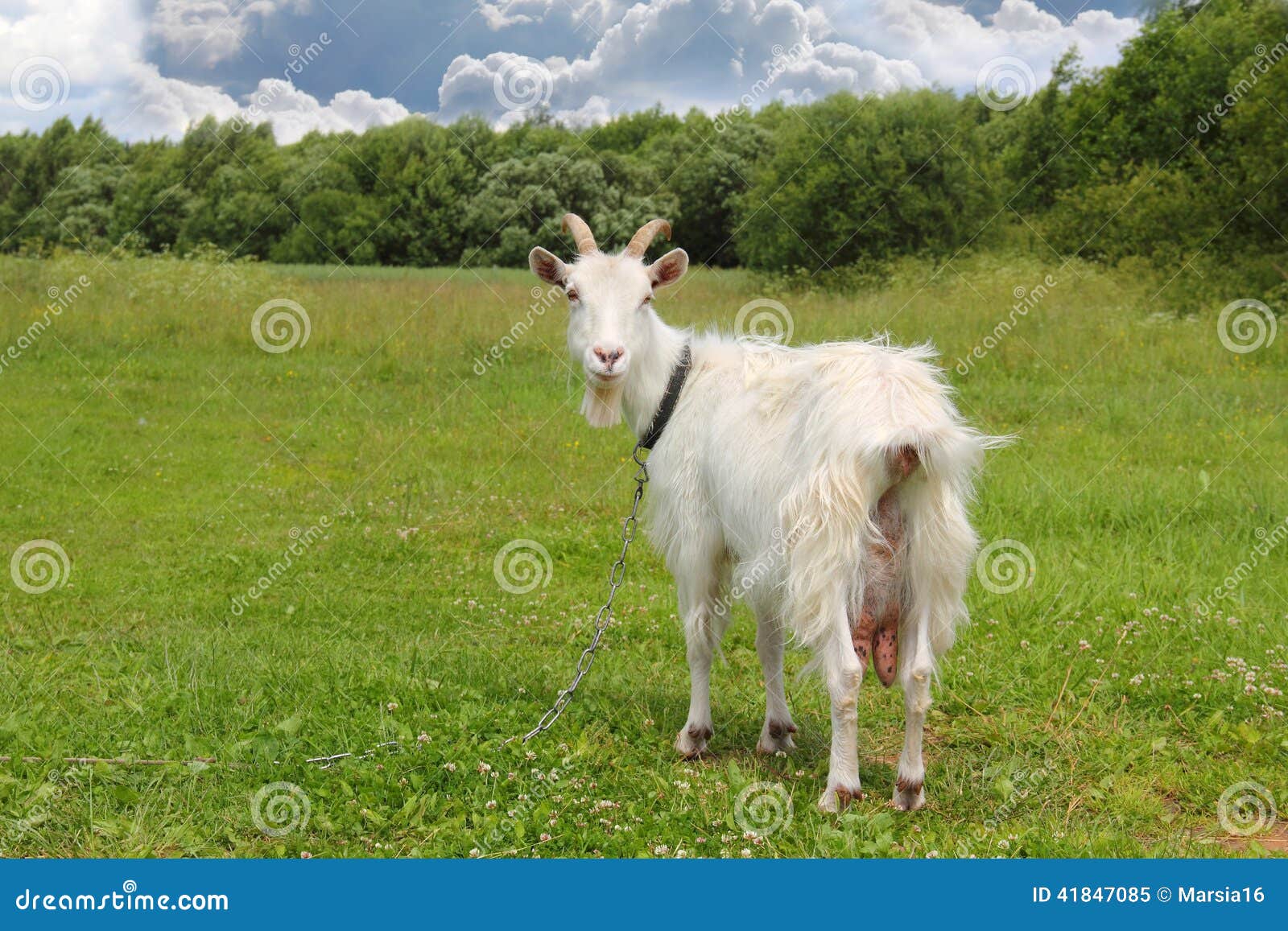 white goat grazing