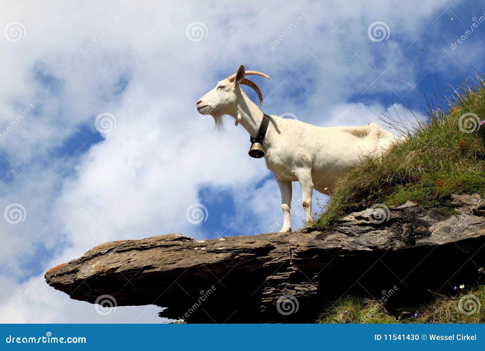 White Goat on the Rocks in the Swiss Mountains Stock Photo Image of