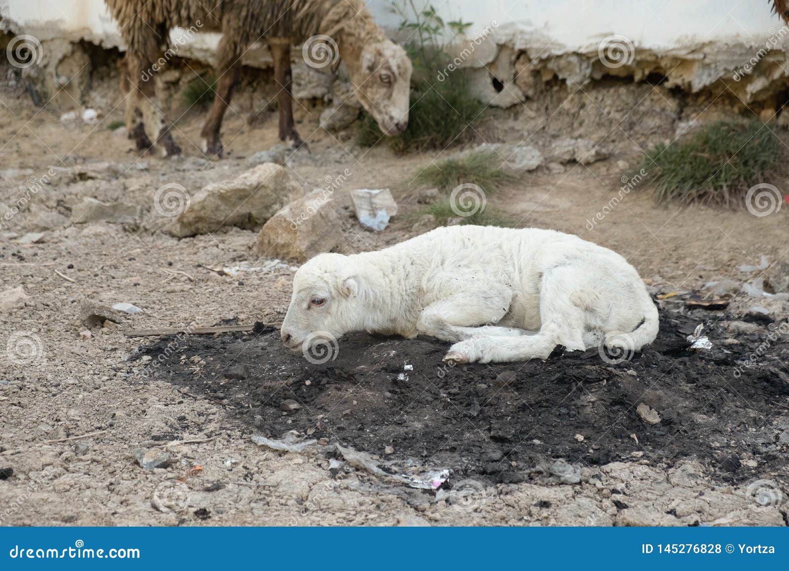 White Goat Sleeping on the Ground Stock Photo Image of natural, brown