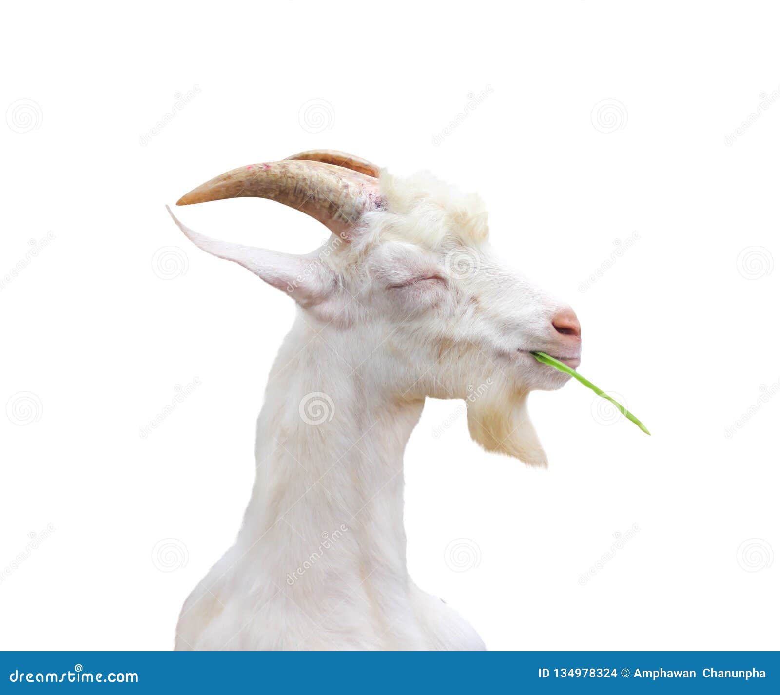 white goat standing closed eye and eating green grass with happy face  on white background ,clipping path,apra aegagrus