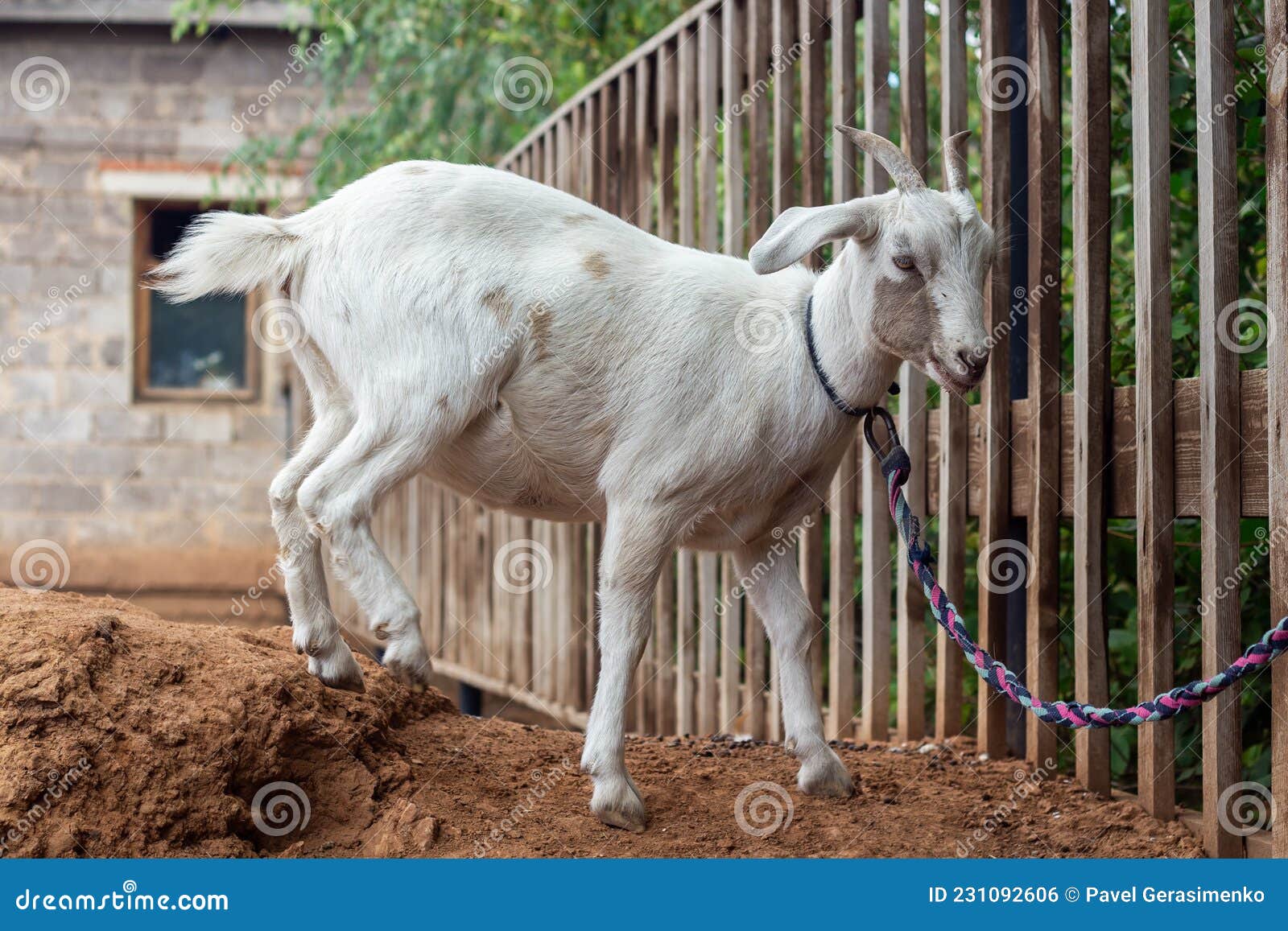A White Goat Tied To a Fence Stock Photo Image of animal, outdoors