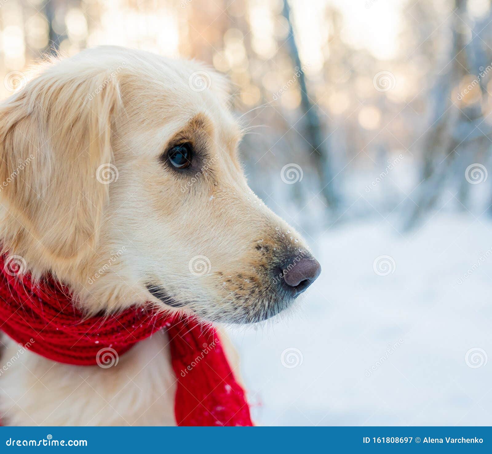 white golden retriever puppies