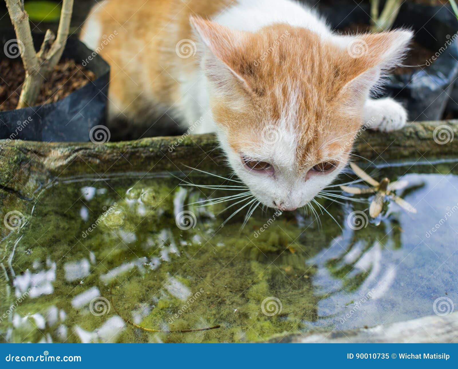 White Golden Stray Cat Drinking Stock Image Image of mammal
