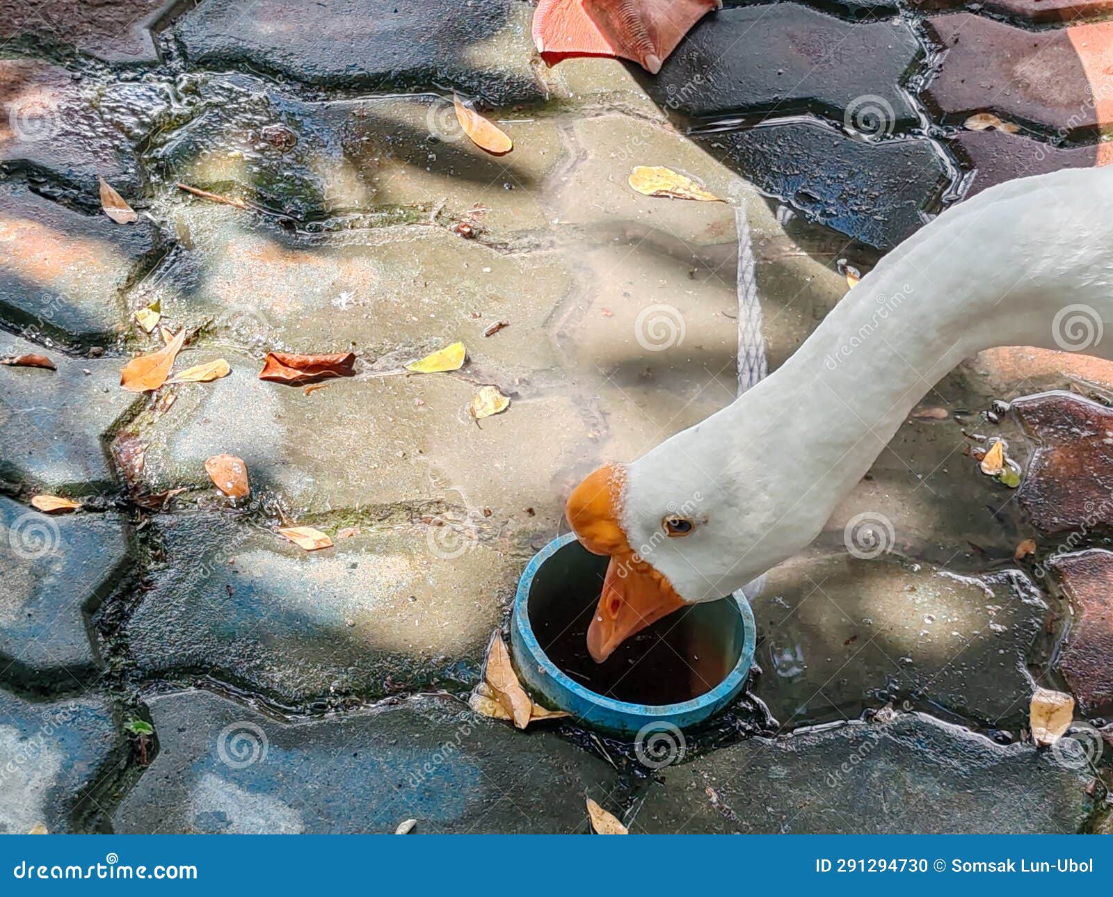 White Goose Eating Food in a Bowl Stock Photo Image of animal, goose