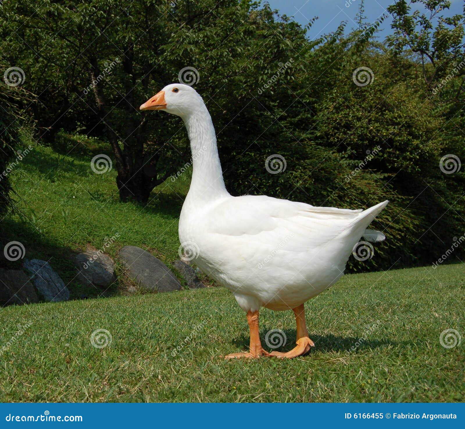 white goose in garden