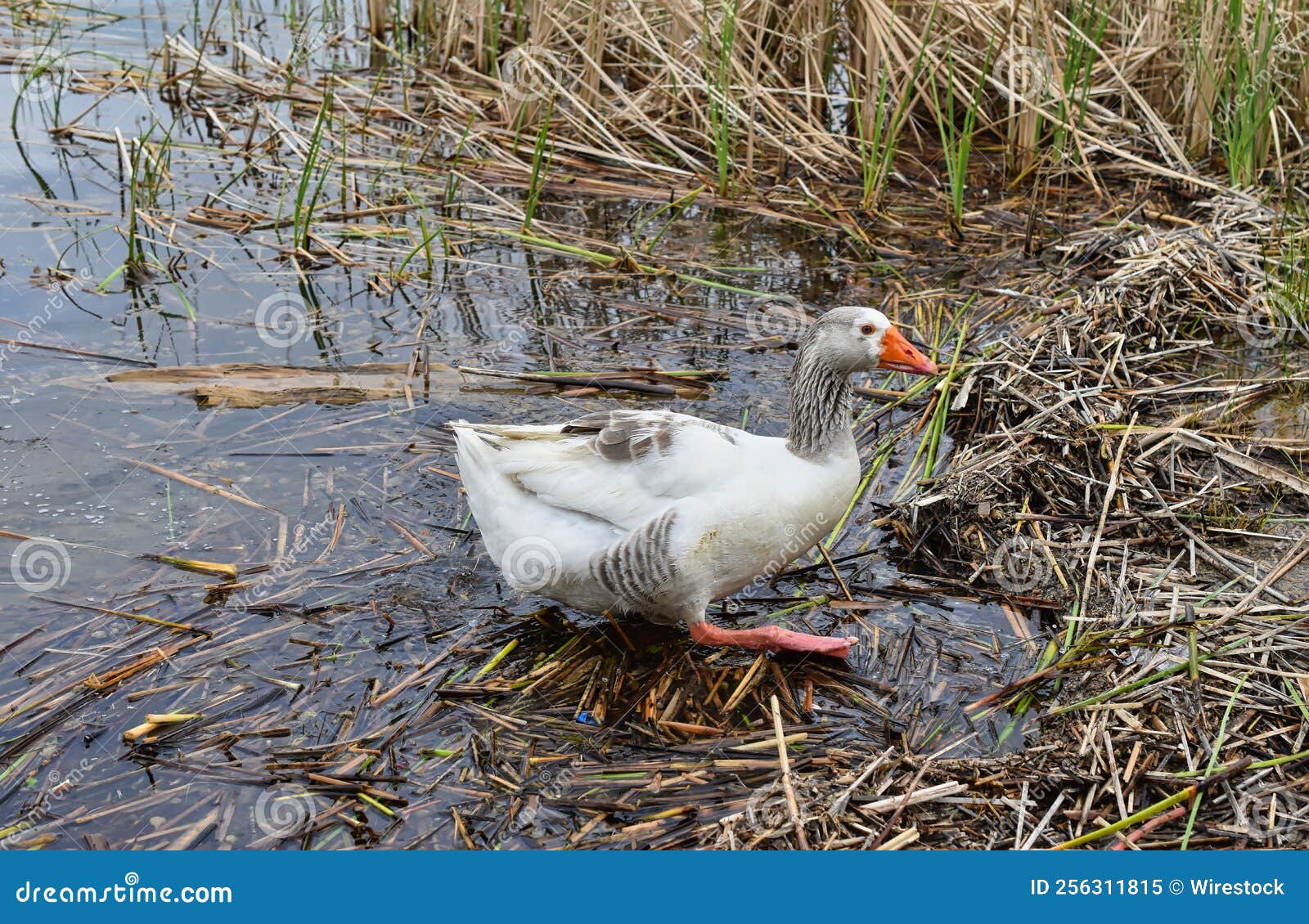 White Goose Looking for Food on the Lake Stock Image Image of geese