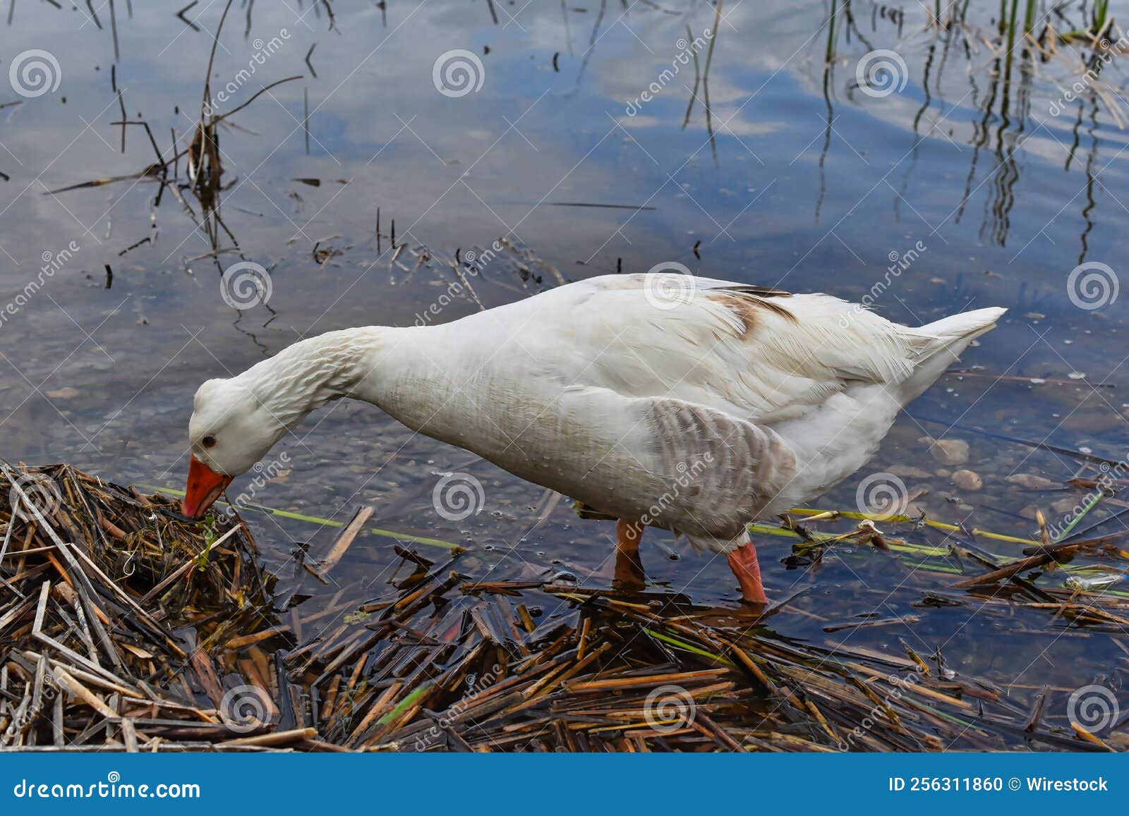 White Goose Looking for Food on the Lake Stock Photo Image of wing