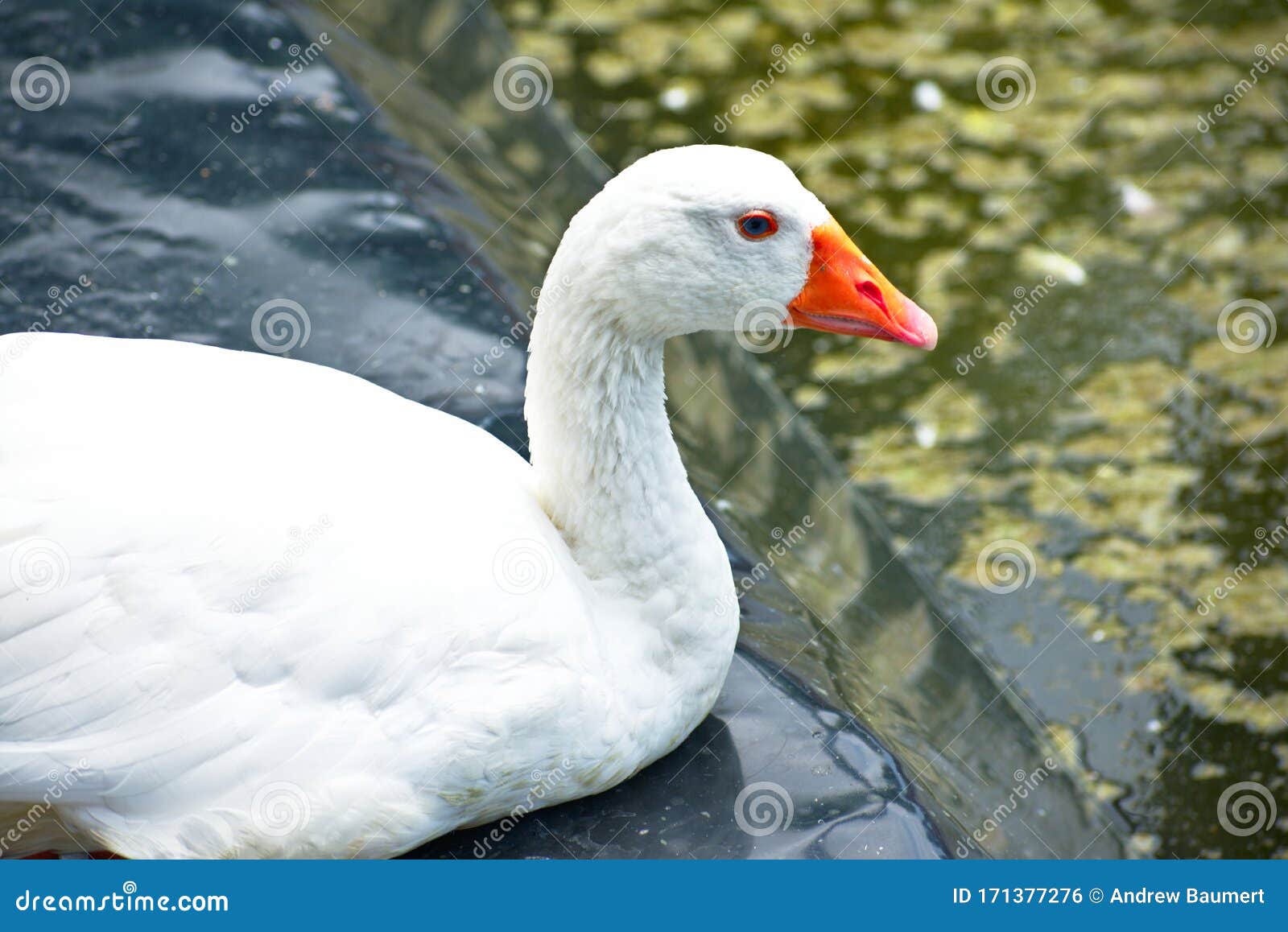white goose sitting near a pond in barranco miraflores lima peru