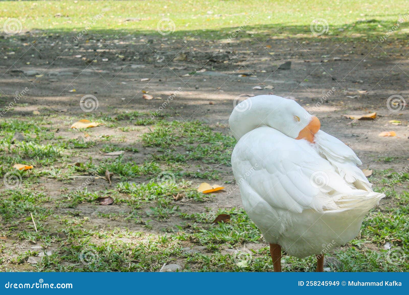 A White Goose Sleeping on Standing Position in the Park Stock Image