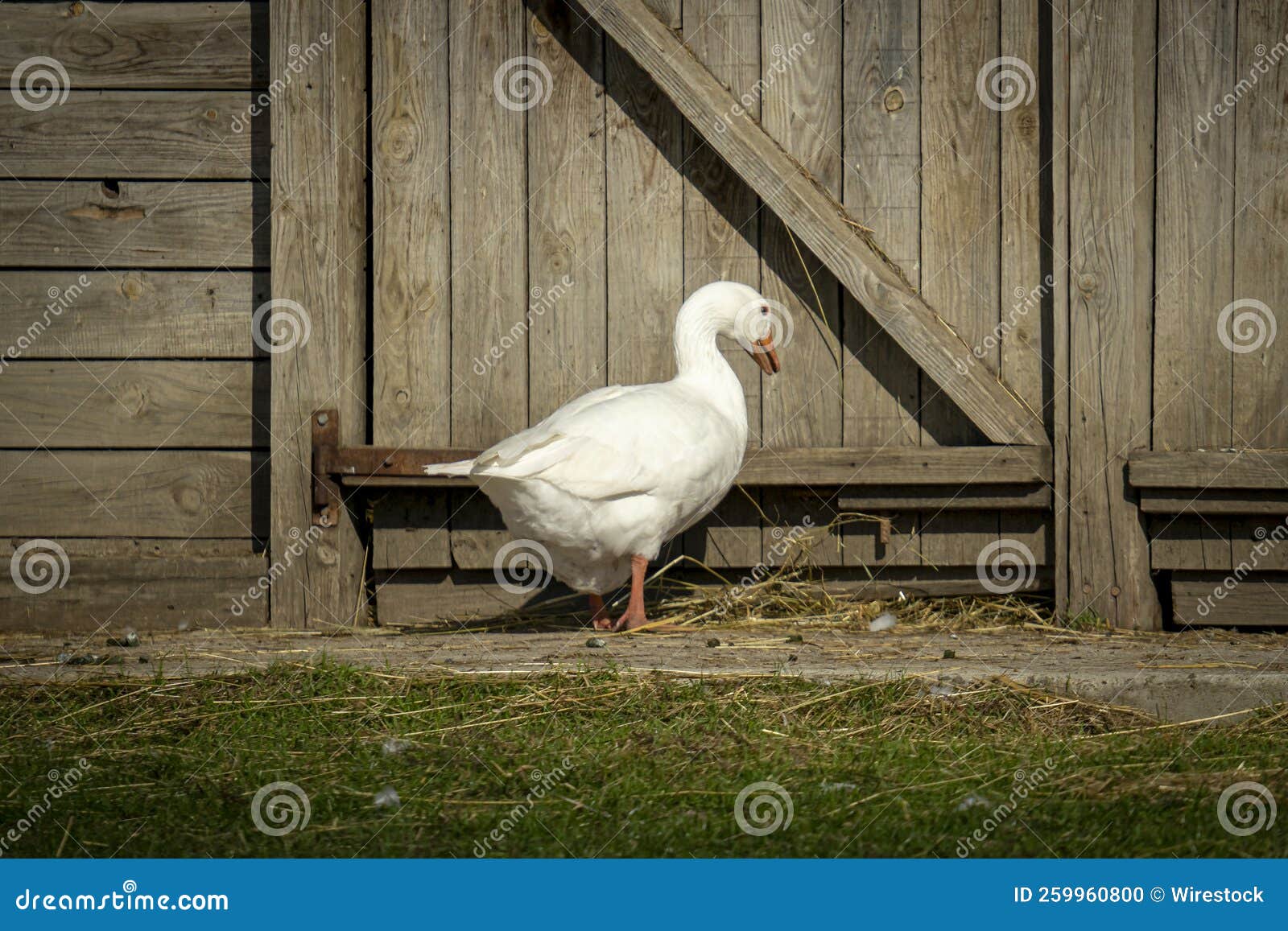 White Goose Standing Near Wooden Barn Stock Photo Image of looking
