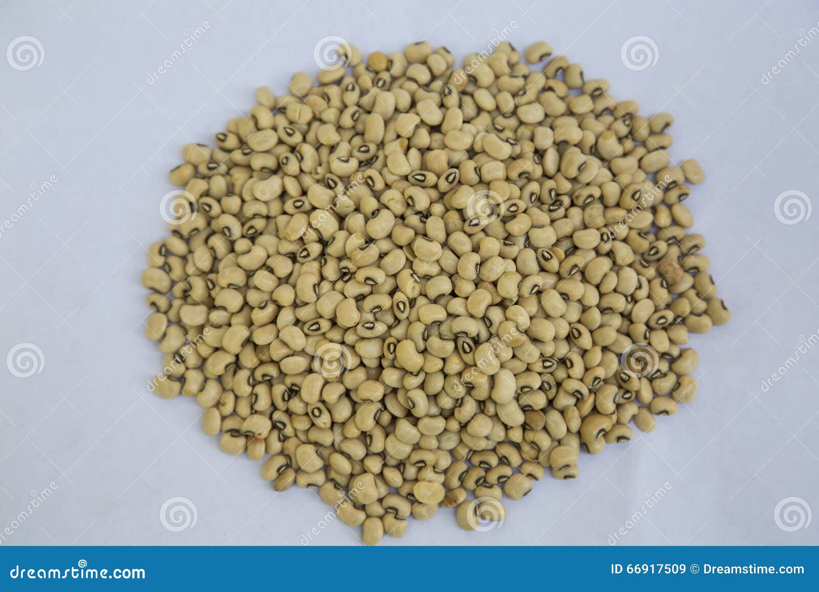 White Gram stock image. Image of tasty, sustenance, parippu 66917509