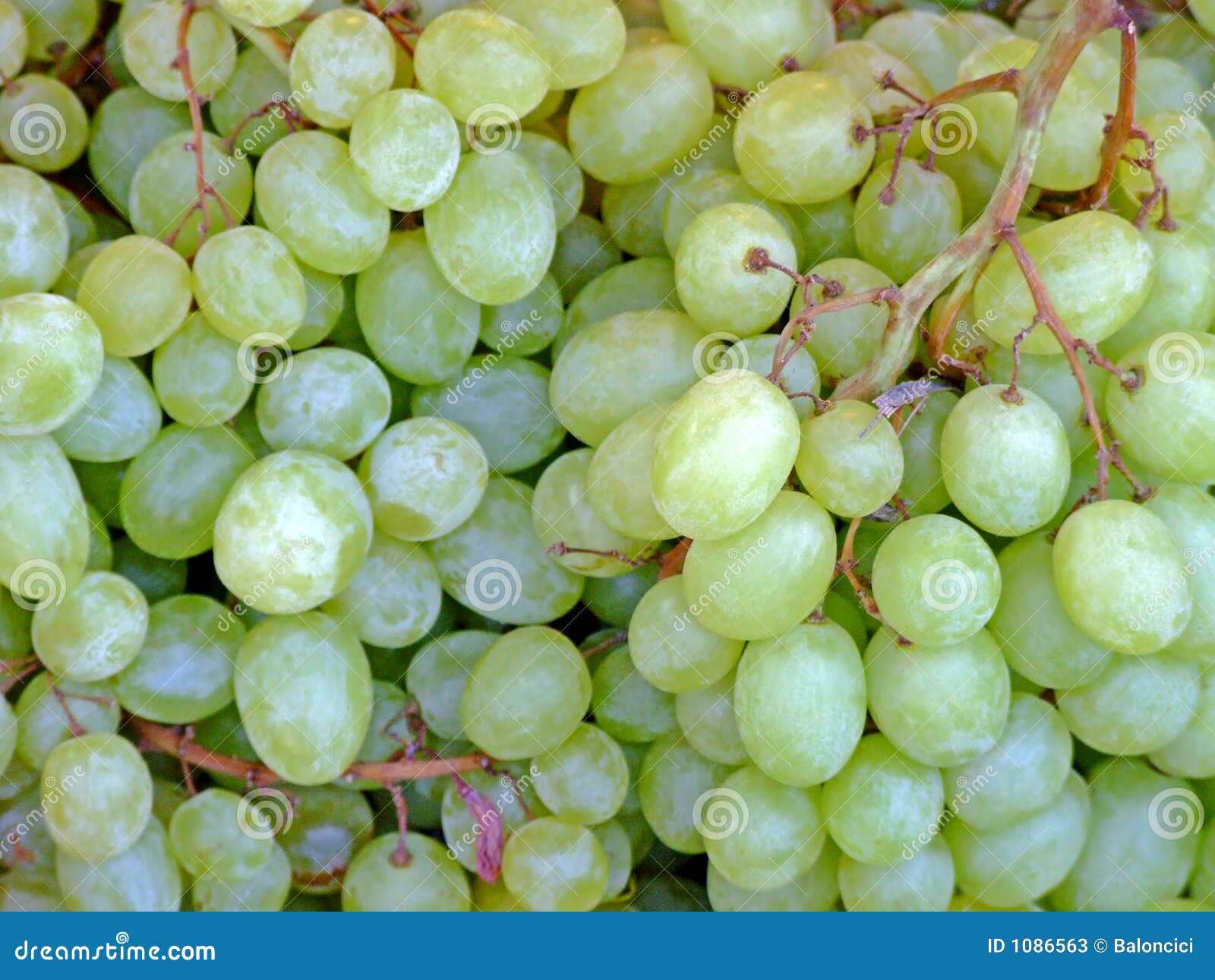 White Grape Stock Image Image Of Open Fresh Food Healthy 1086563 white-grape-stock-image-image-of-open-fresh-food-healthy-1086563