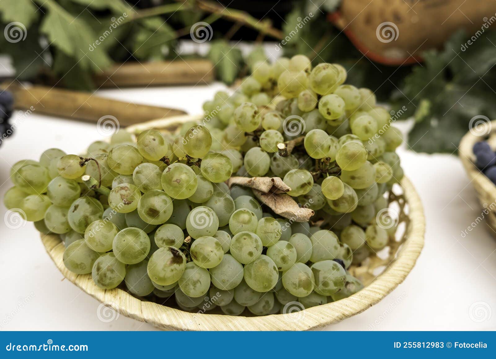 White grape bunch stock image. Image of summer, nutrition 255812983