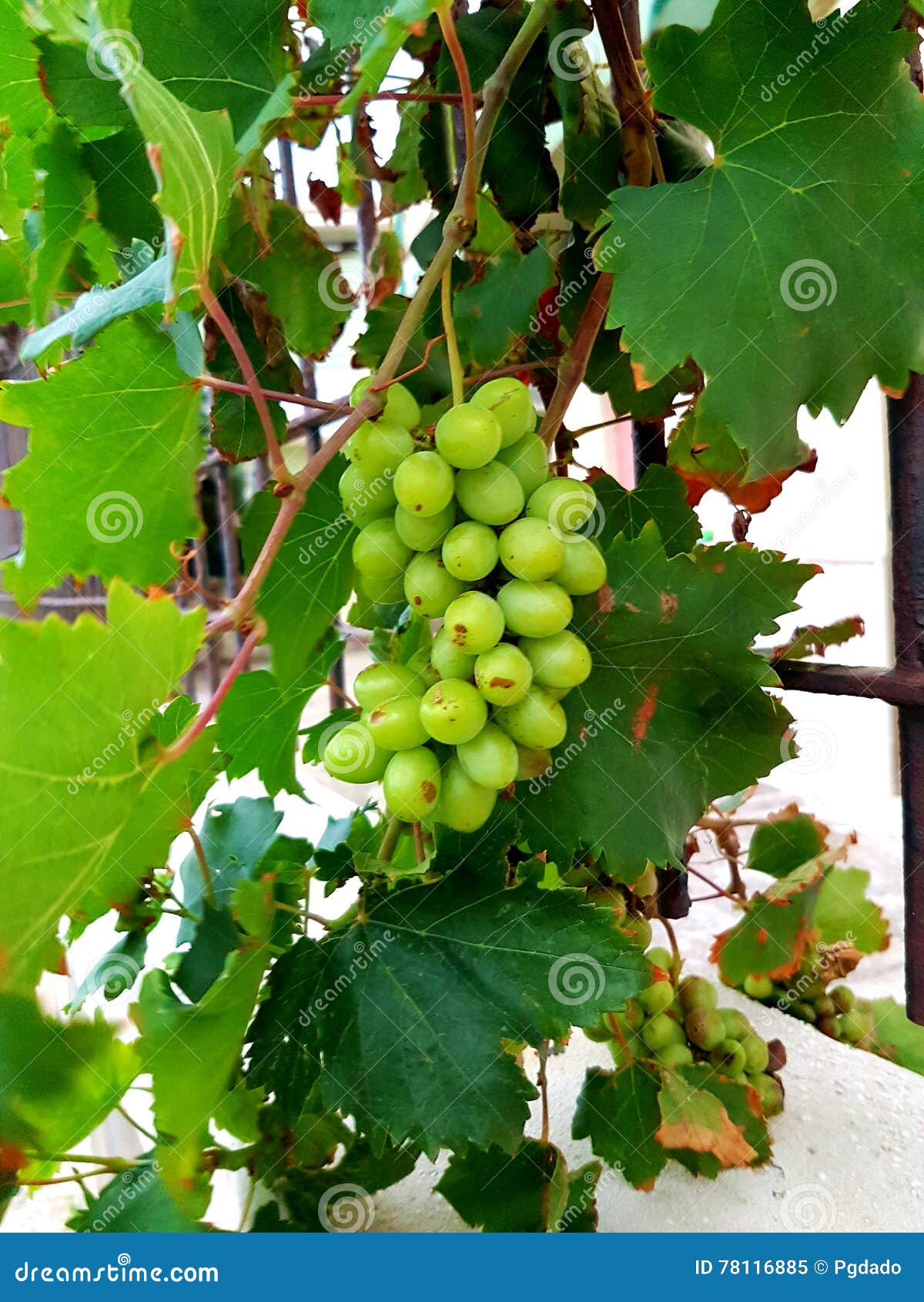 White grape stock image. Image of grape, italy, wine 78116885