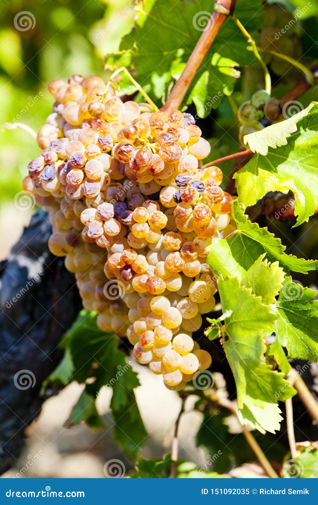 White Grape, LanguedocRoussillon, France Stock Image Image of outdoors, harvest 151092035