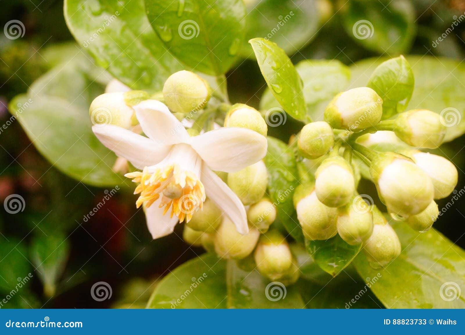 White Grapefruit Flowers, Very Beautiful Stock Image Image of background, rain 88823733