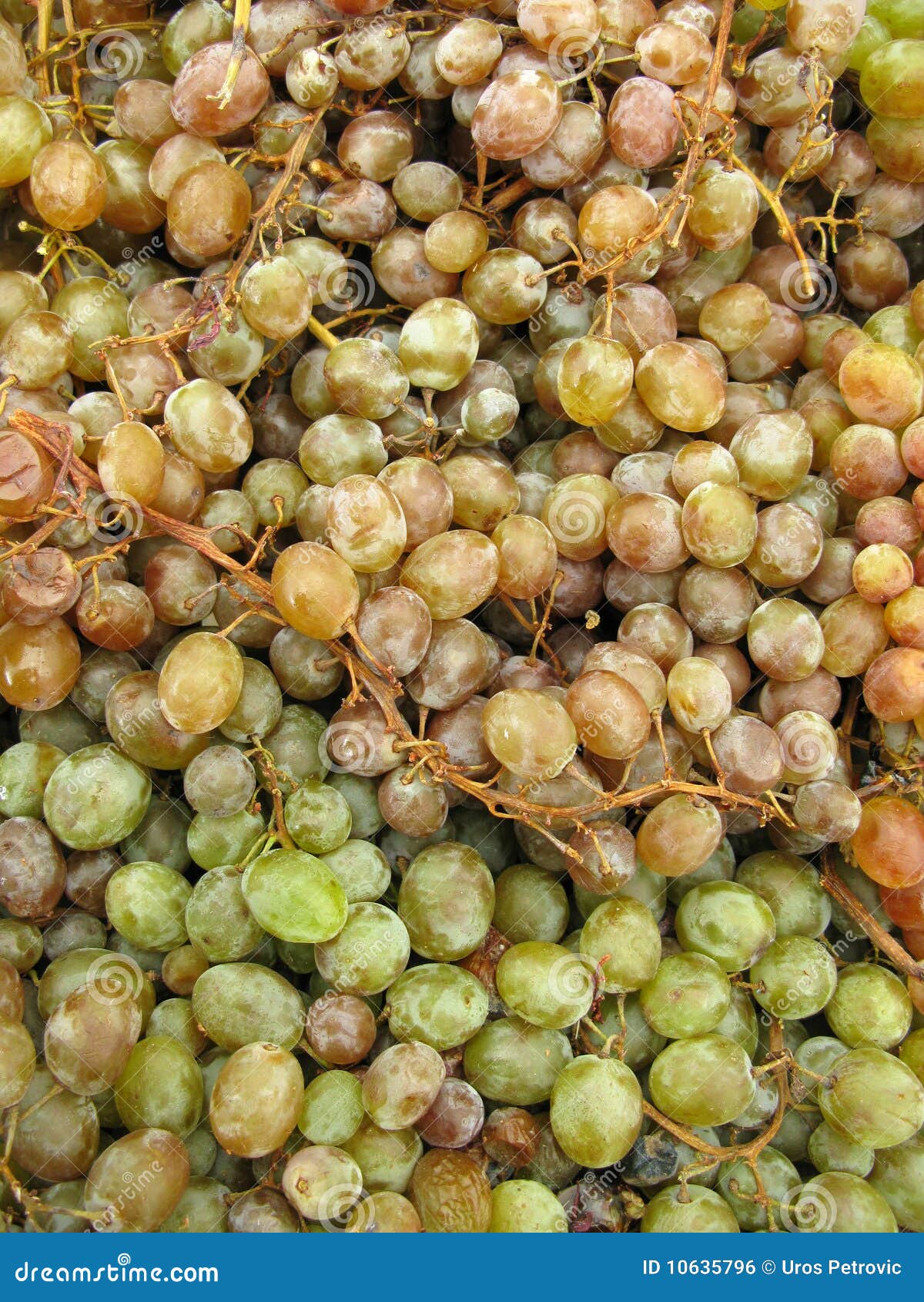 White grapes stock photo. Image of grapes, bunch, refreshing 10635796
