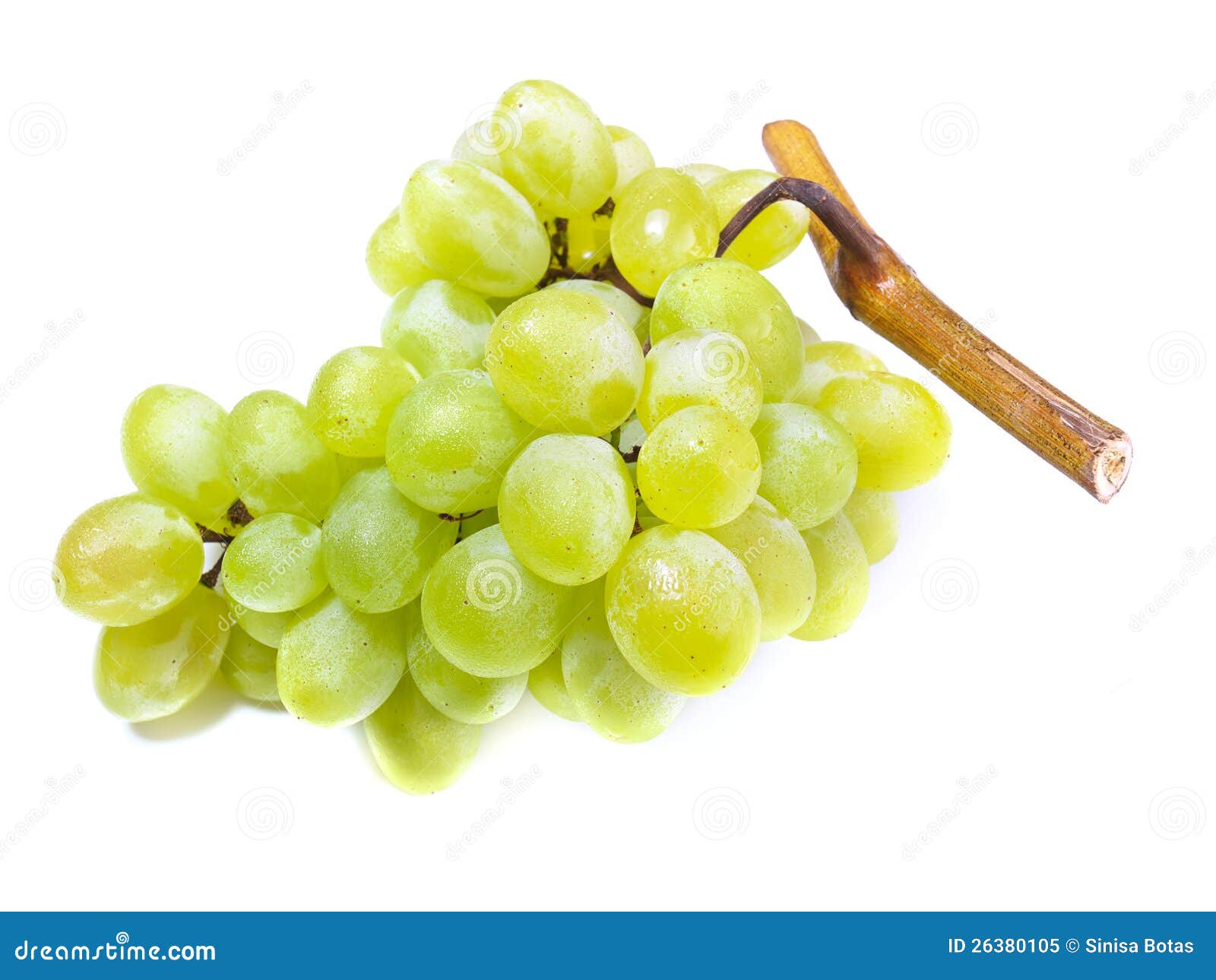 White grapes stock image. Image of fall, branch, agriculture 26380105