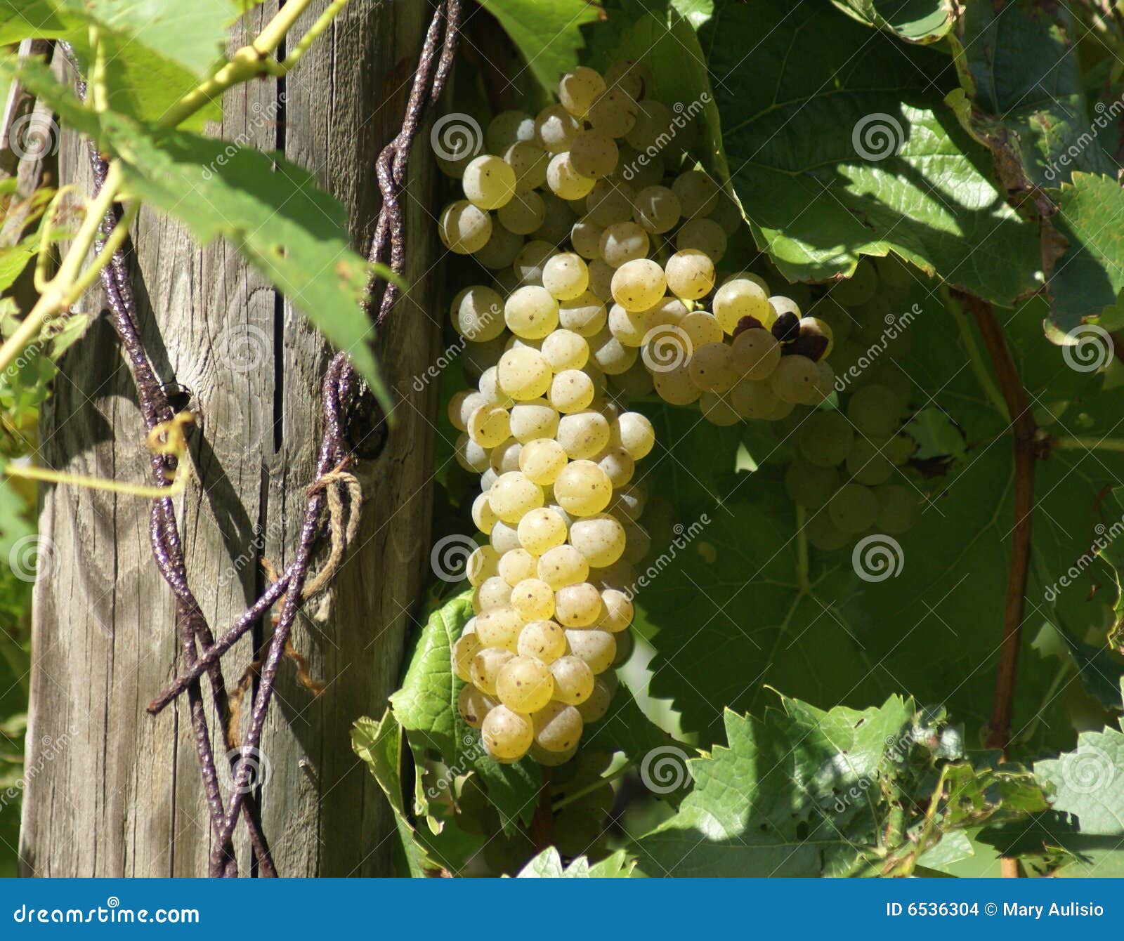 White Grapes on the Vine stock photo. Image of making 6536304