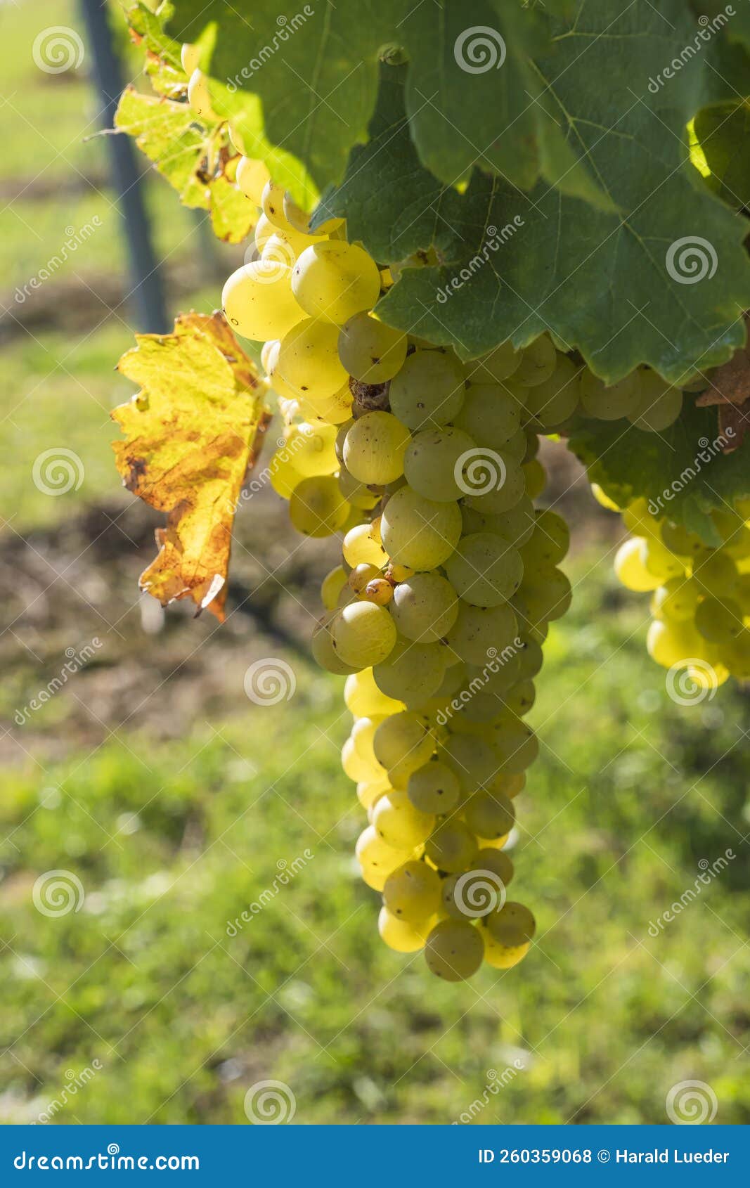 White grapes on the vine stock photo. Image of plant 260359068
