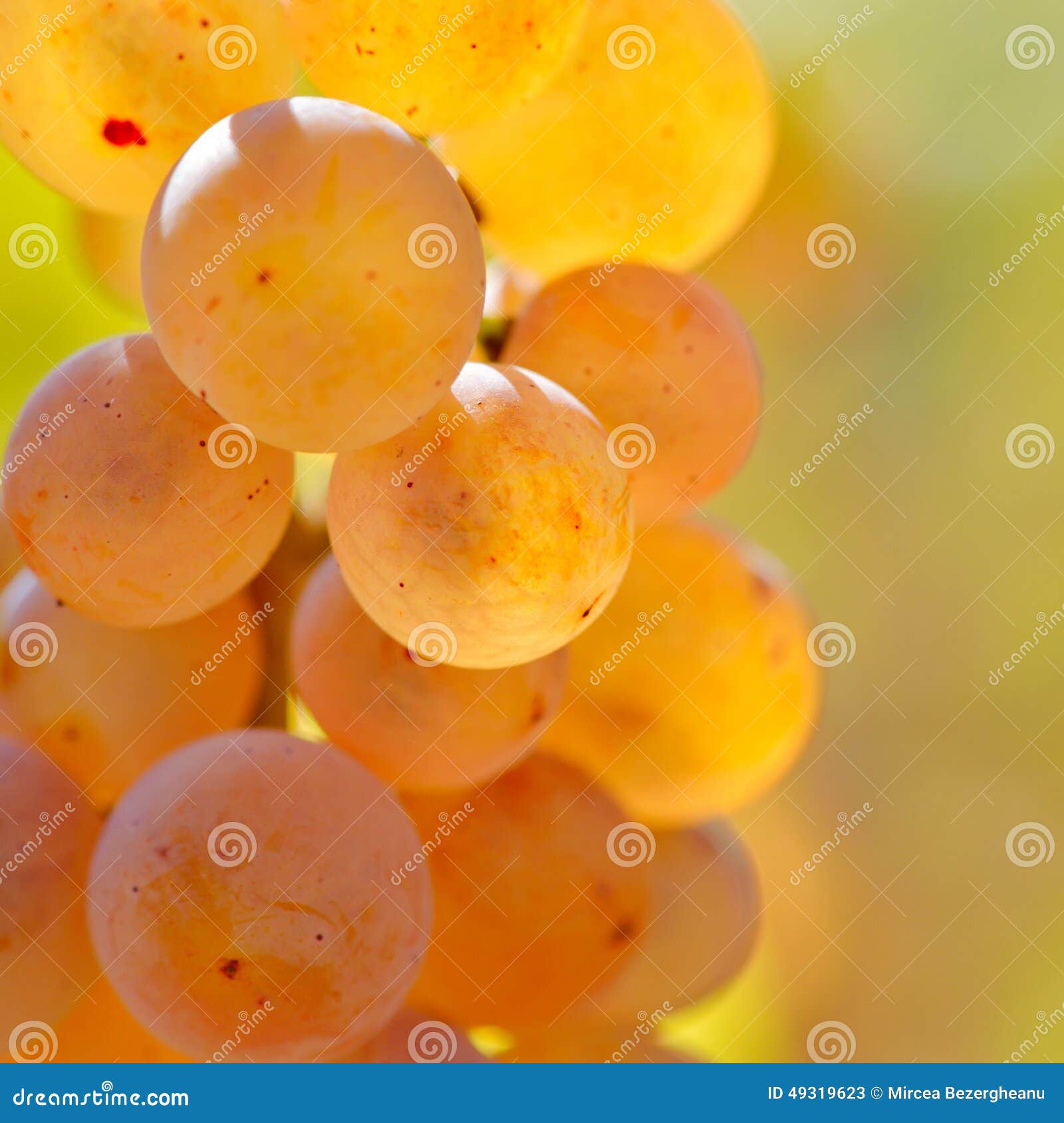 White Grapes in the Vineyard Stock Image Image of farming, food 49319623