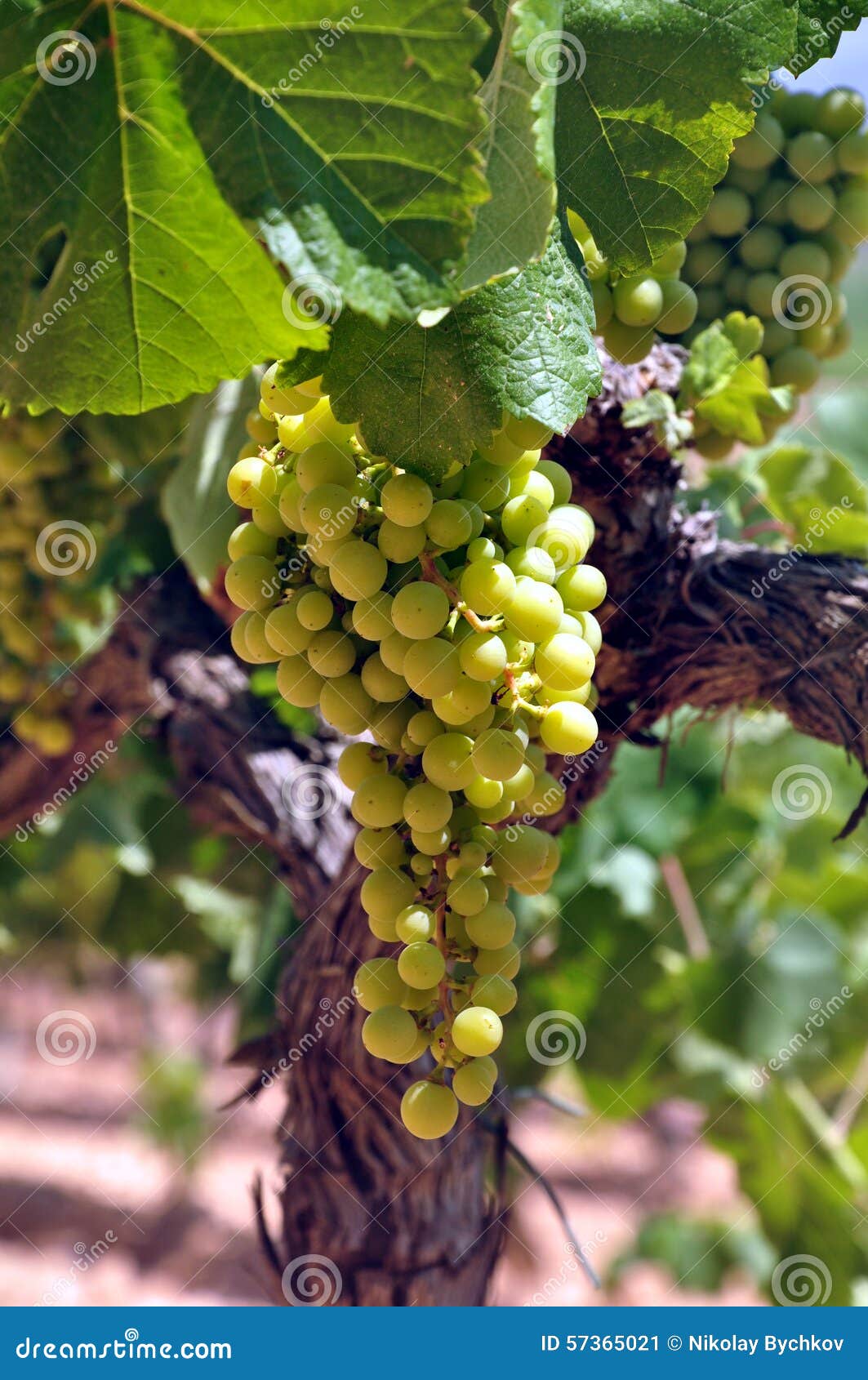 White grapes stock image. Image of delicious, spain, beautiful 57365021