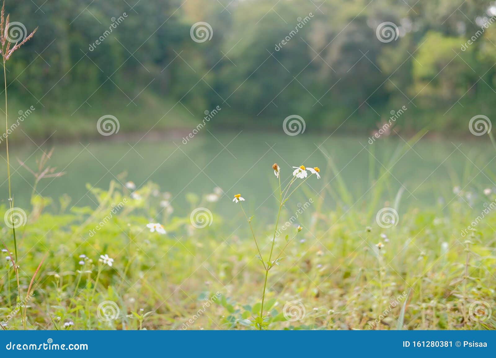 White Grass Flower beside Pond Lake Stock Image Image of water, fresh