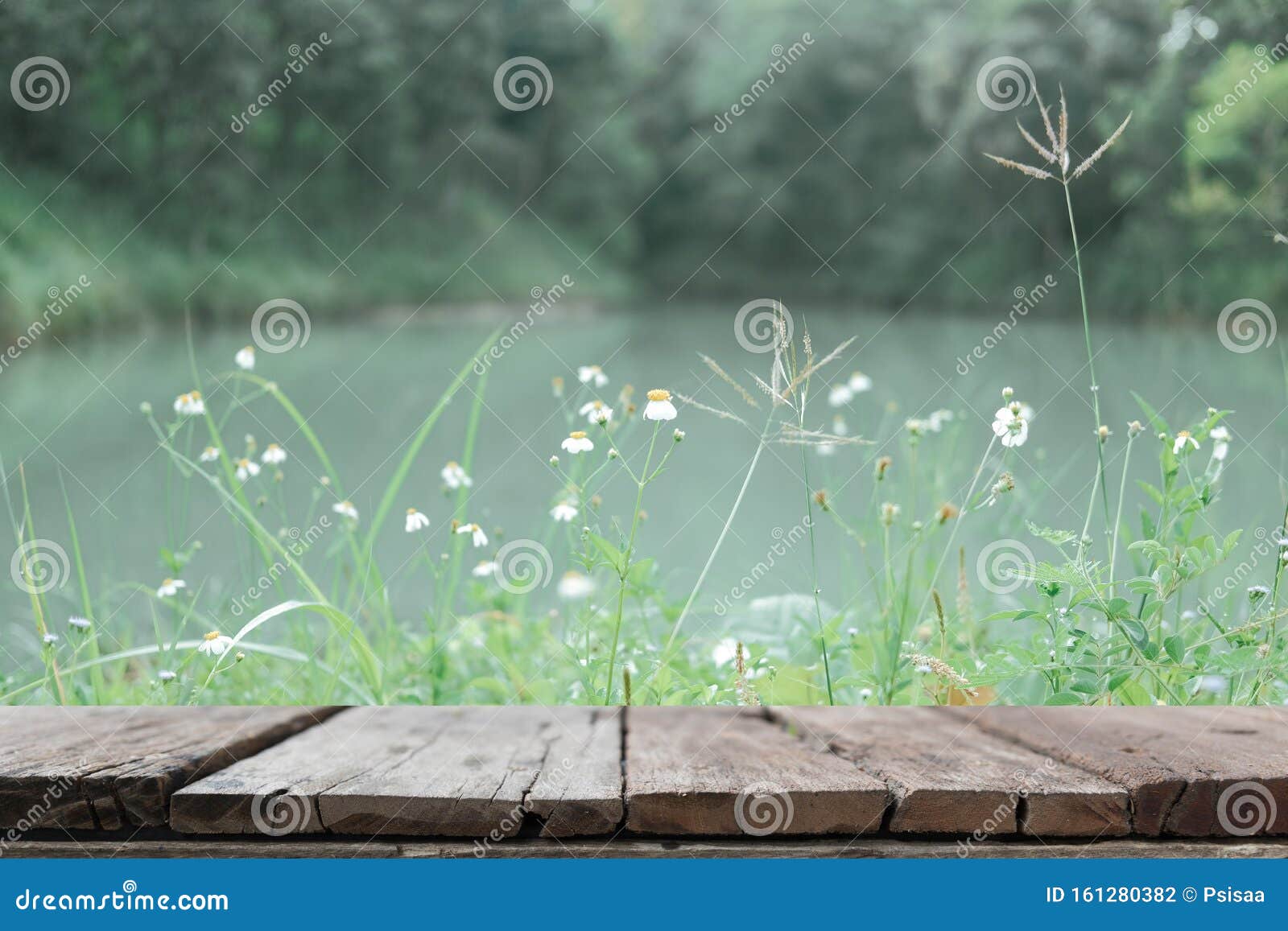 White Grass Flower beside Pond Lake Stock Photo Image of meadow