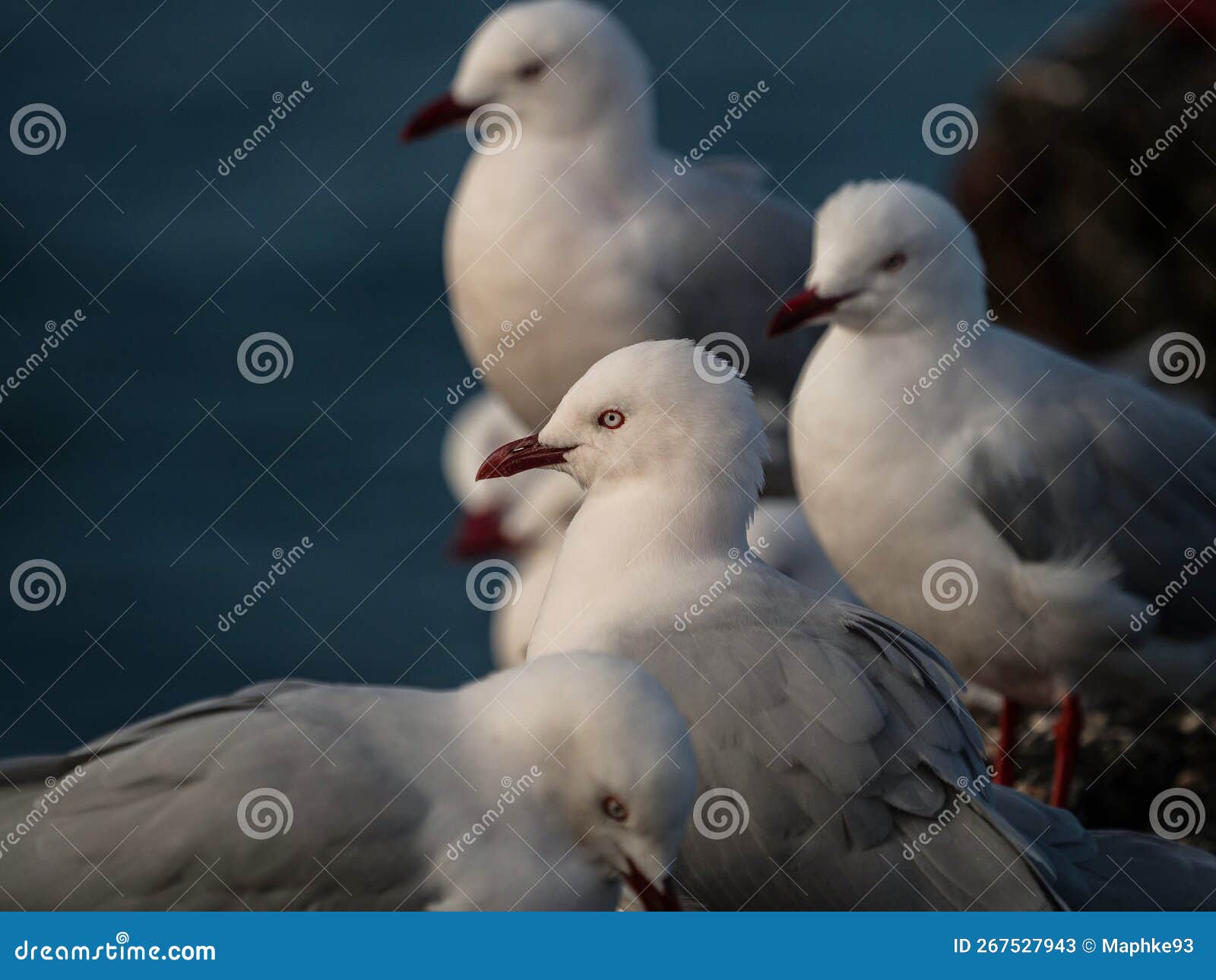 white and gray colored red billed gull tarapunga birds sitting on wooden beam log in aramoana dunedin otago new zealand