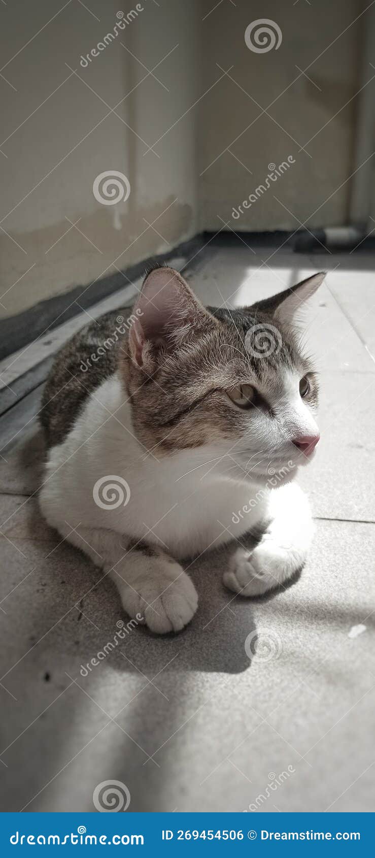 Whitegray Male Cats are Very Cool when Sunbathing Stock Photo Image