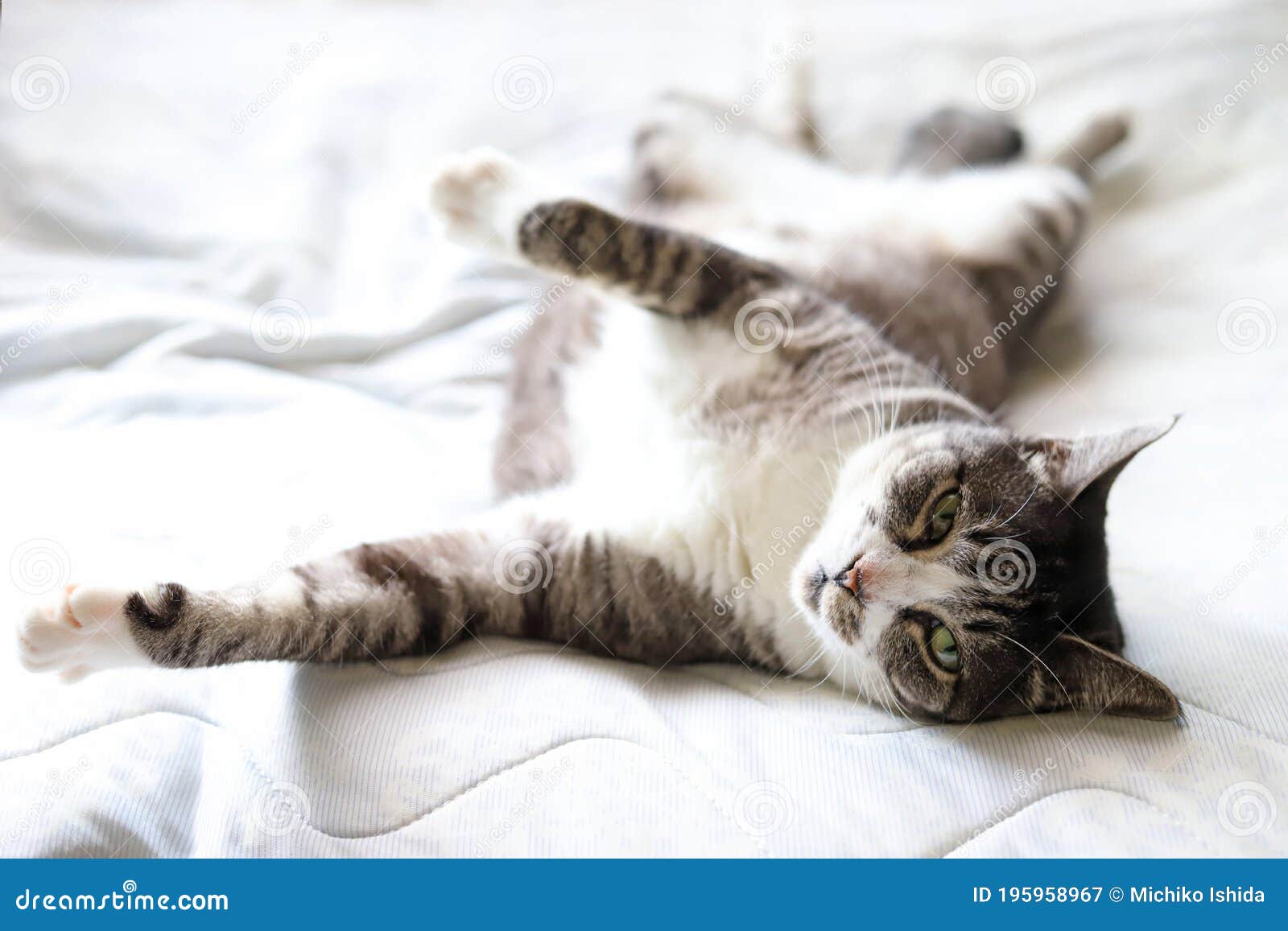 White and Gray Tabby Cat with White Socks Lying on Her Back on the Bed ...