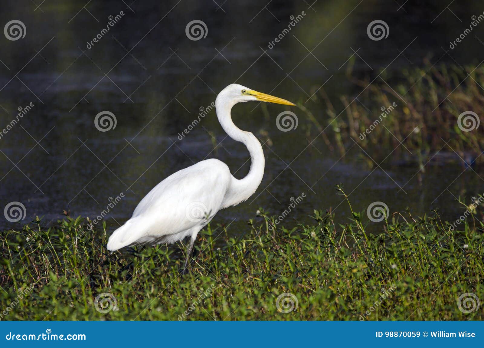 White Great Egret Long-legged Wading Bird Stock Image - Image of open,  beak: 98870059