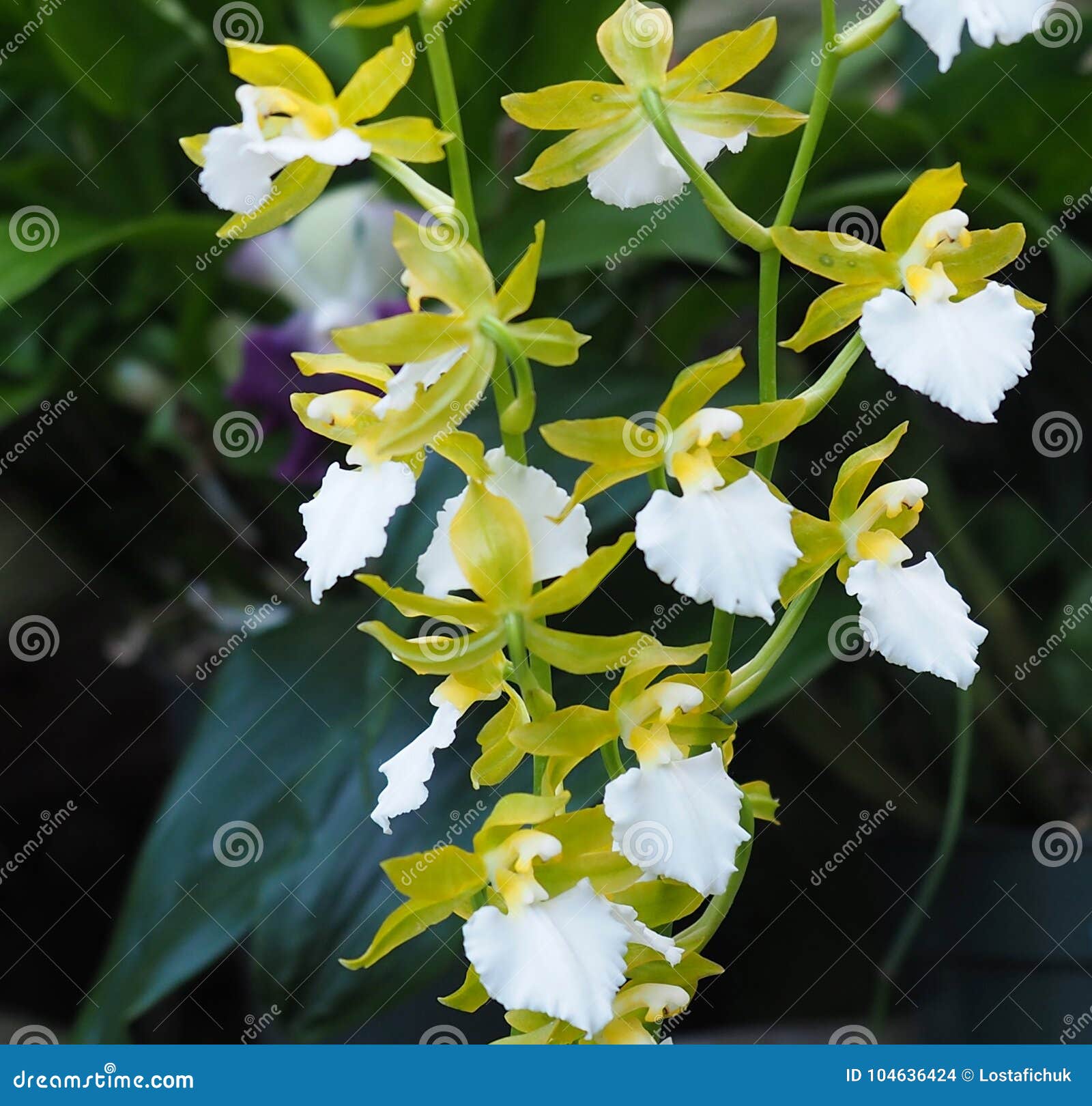 White and Green Oncidium Orchid in Bloom Stock Photo - Image of plant,  botany: 104636424