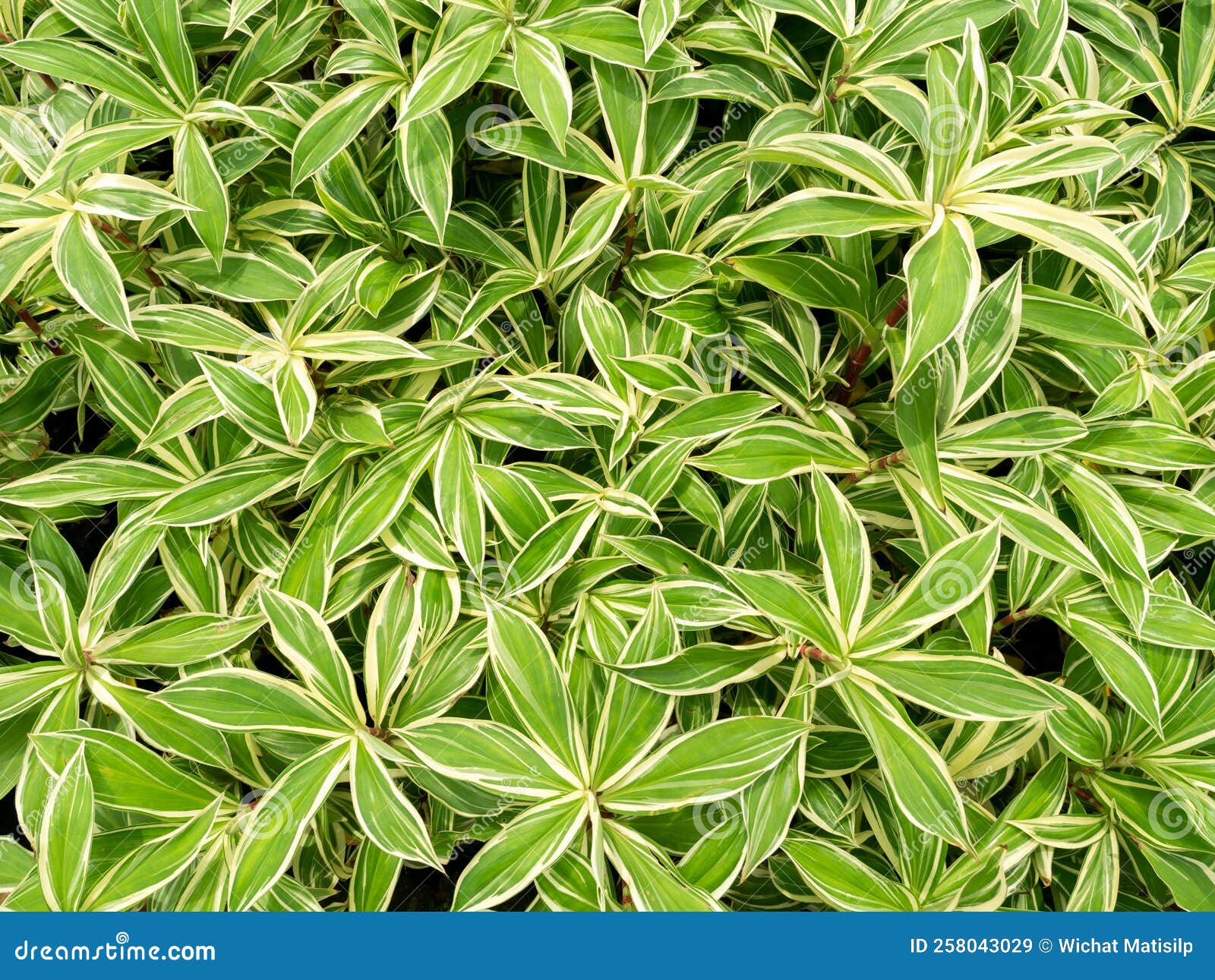 White and Green Wild Ginger Malay Ginger Growing Stock Image Image of