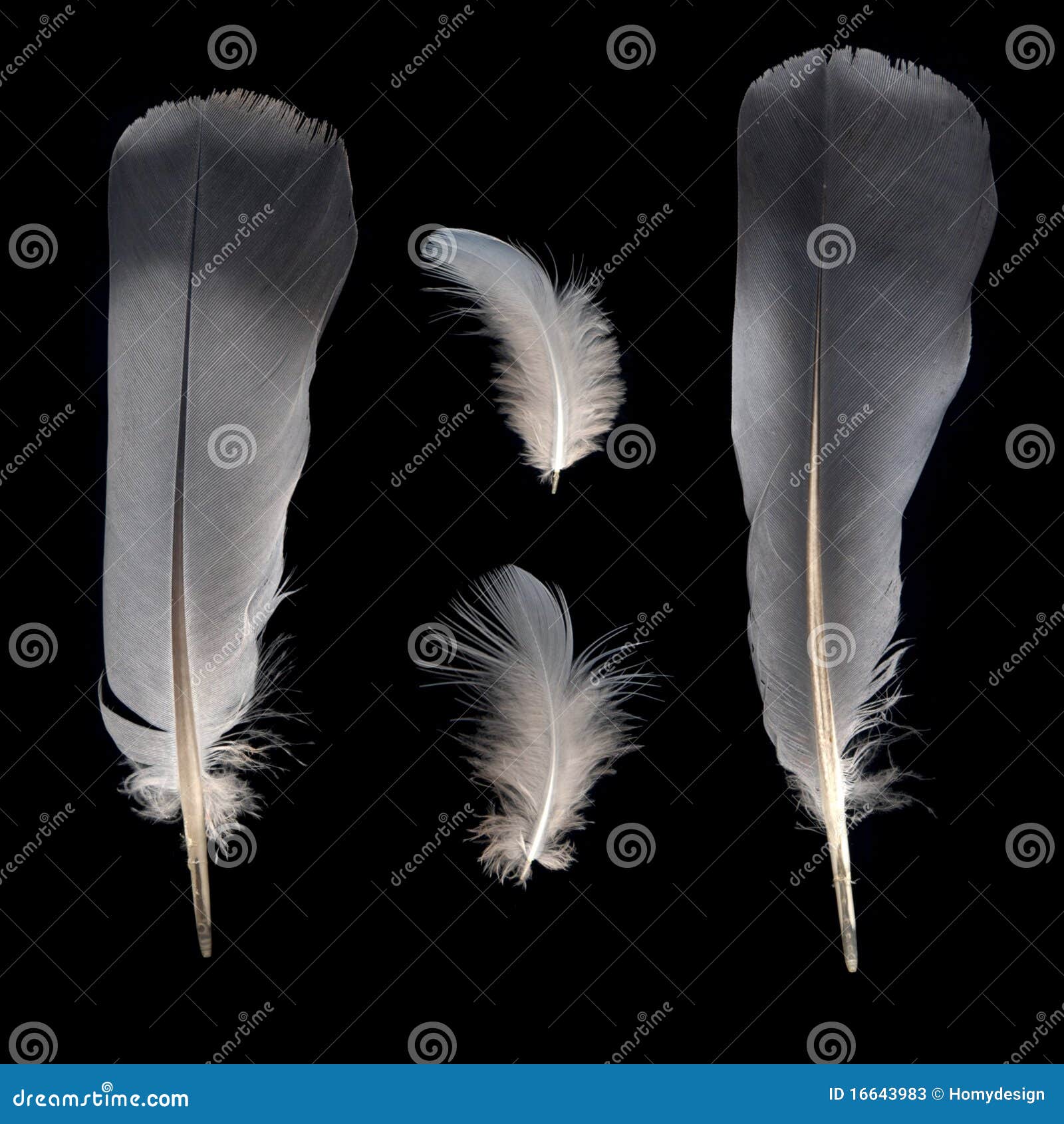 White and grey feathers stock image. Image of freedom - 16643983