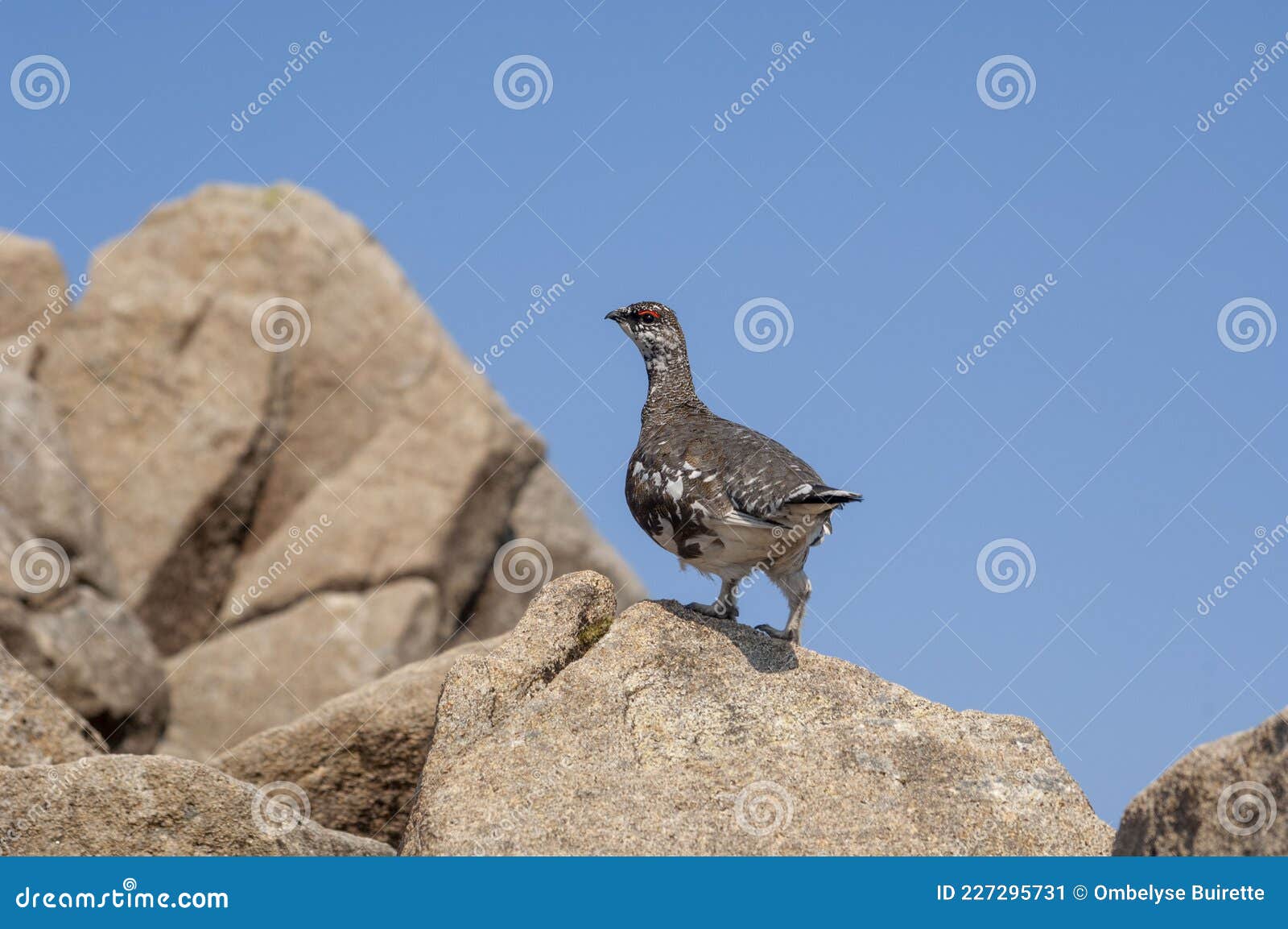 White Grouse, Lagopus, Photo Taken in Scotland Stock Image - Image of ...