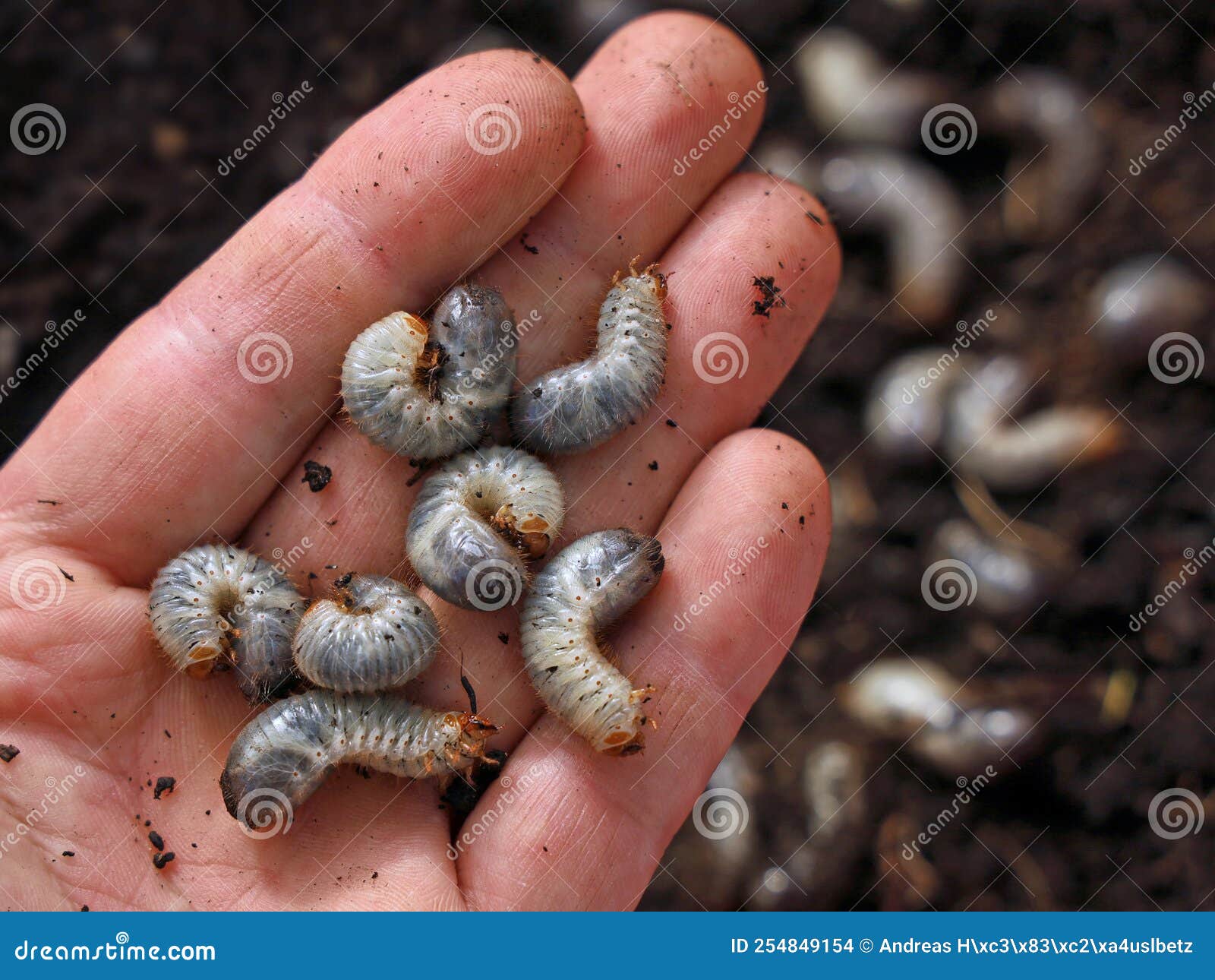 White Grub Worms, Larvae of Chafer, Usally Known As May Beetle or June Bug  in Male Hand Stock Photo - Image of larva, agriculture: 254849154