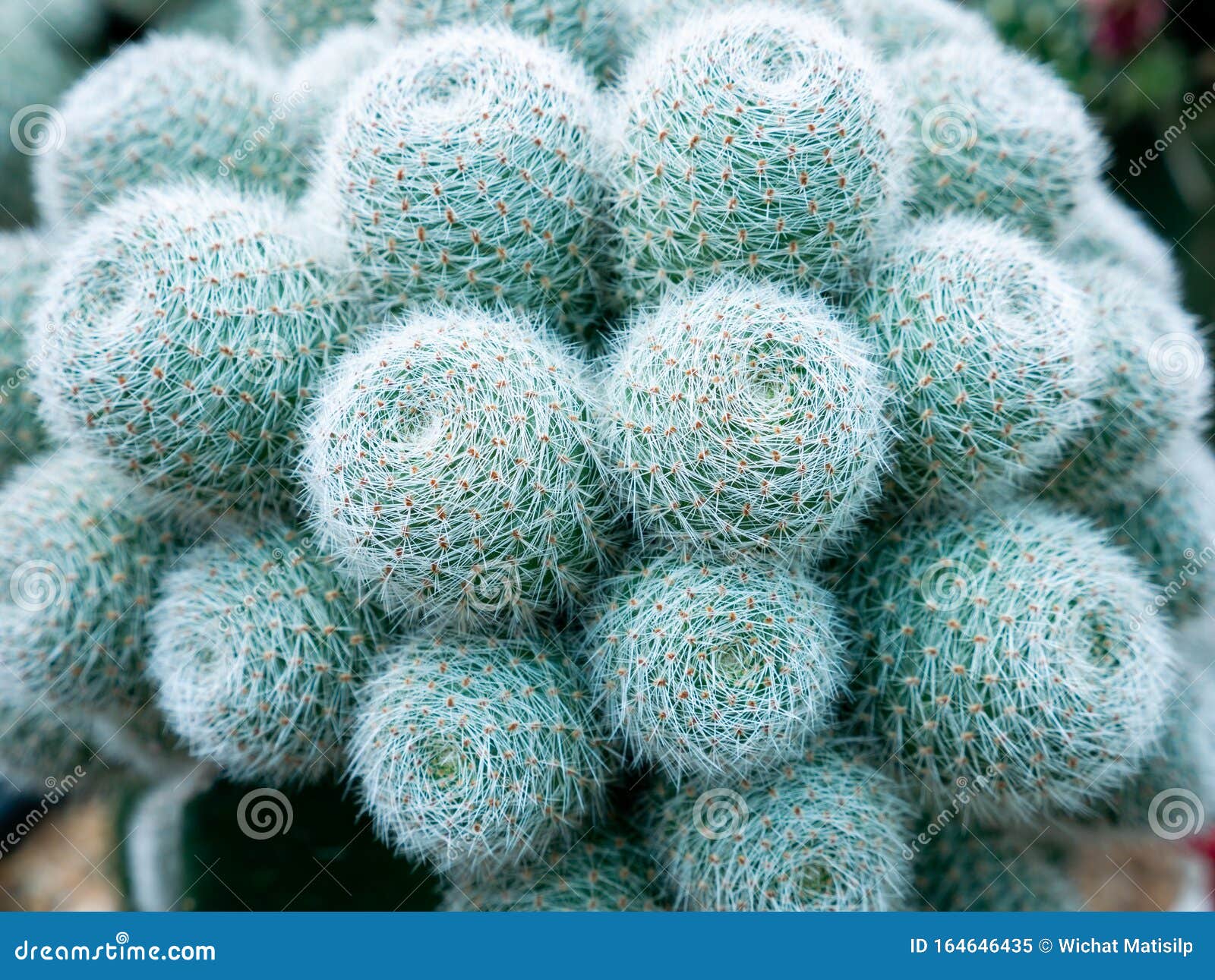 White White Hair Cactus Growing Stock Image Image Of Grow Cure