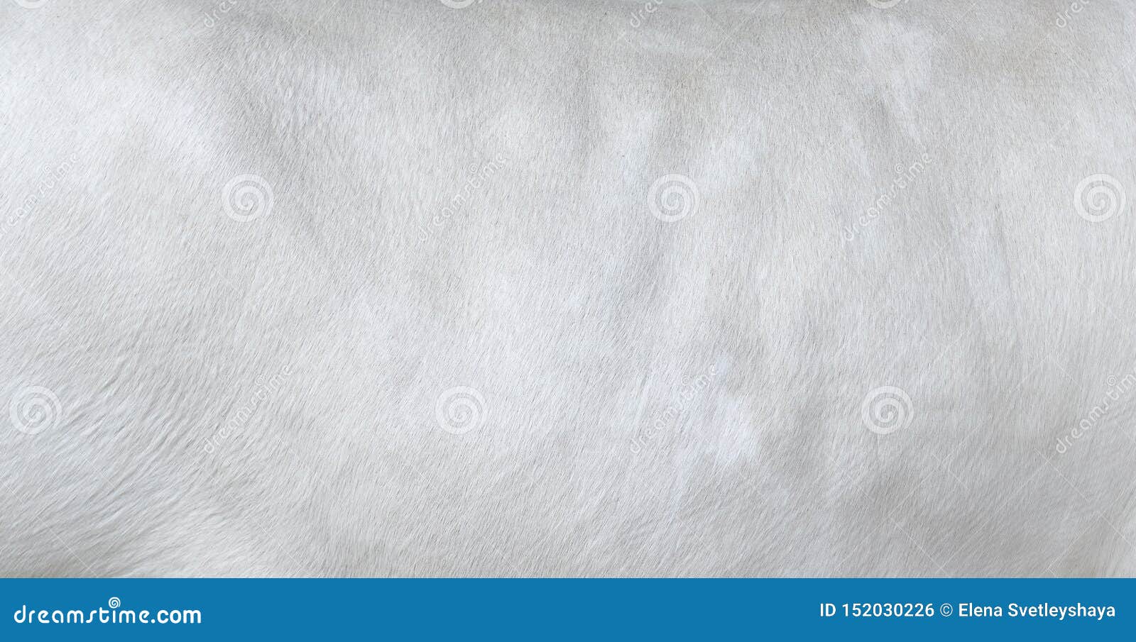 Black And White Hair Cow Skin Real Genuine Natural Fur Free Space