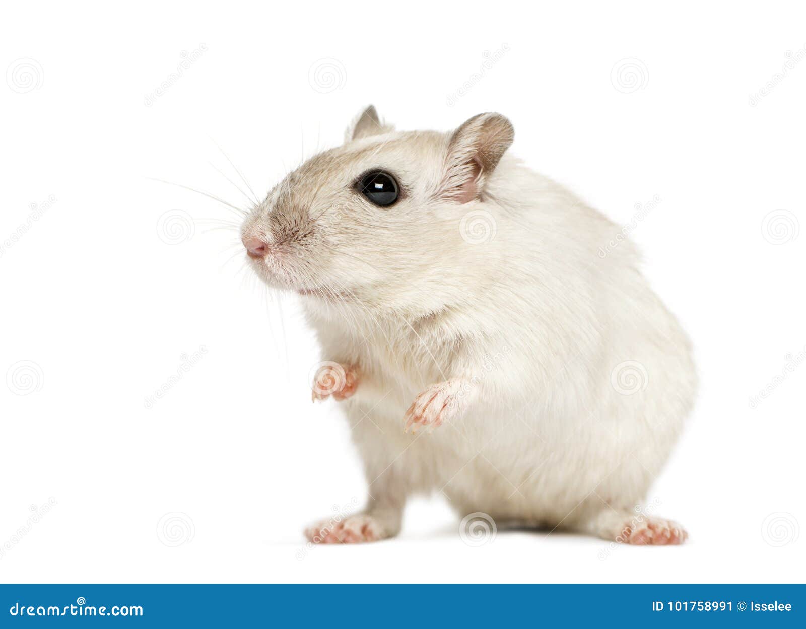 White Hamster Sitting, Isolated Stock Image Image of smell, mammal