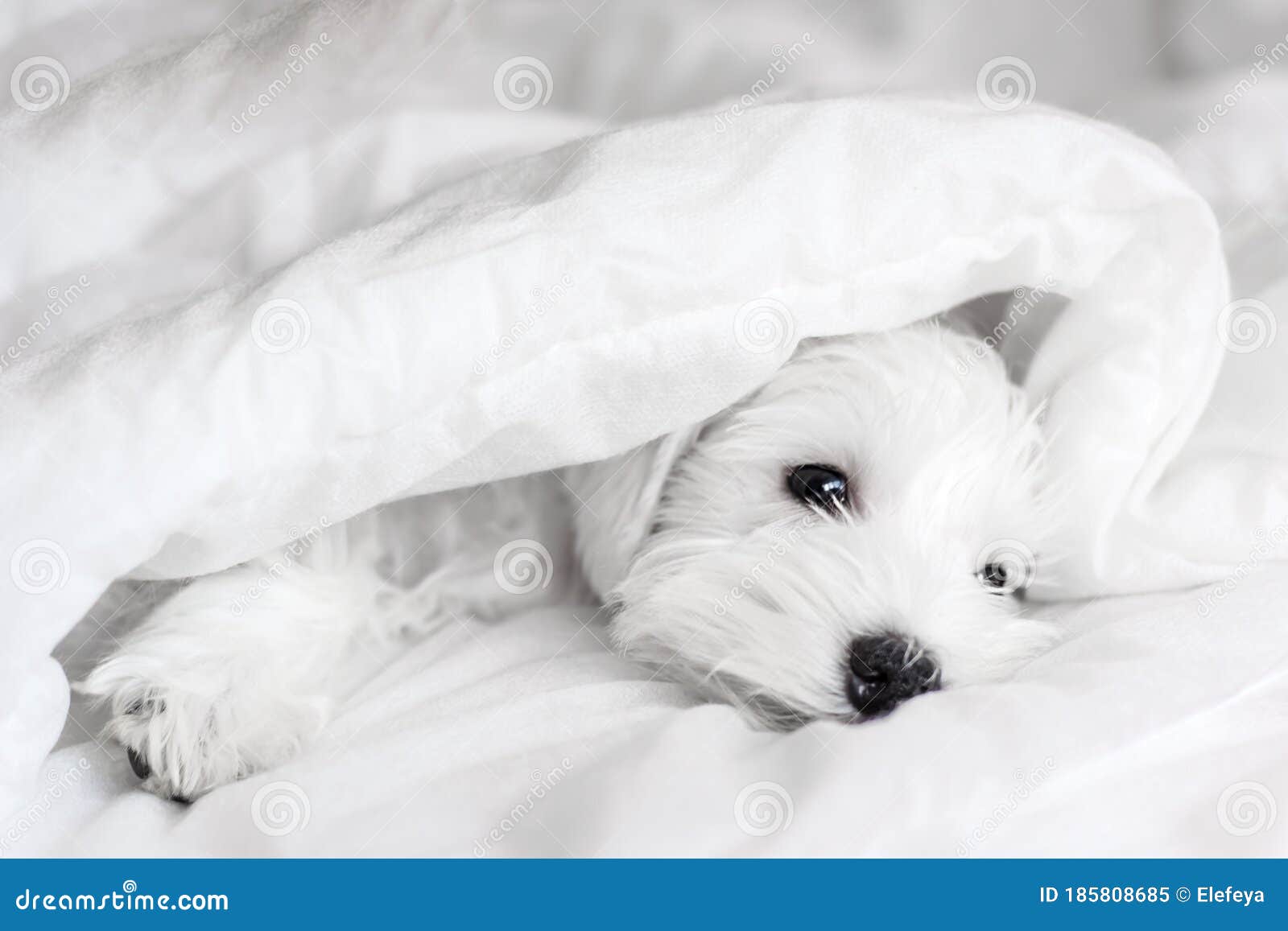 White A Handsome Puppy Looks Out From Under White Blankets Stock Image Image Of Blanket White A Handsome Puppy Looks Out From Under White Blankets Stock Image Image Of Blanket