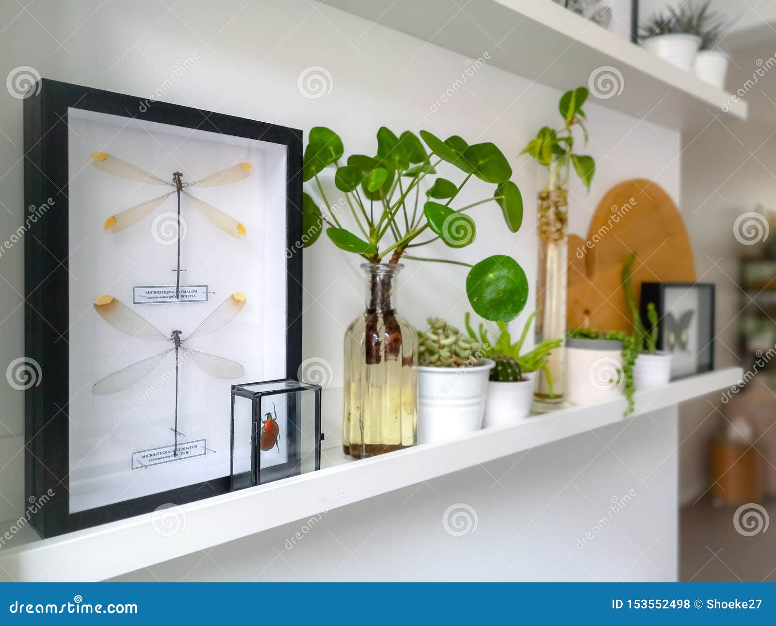 white hanging shelves with multiple plants and framed taxidermy insect art such as butterflies in a black and white interior