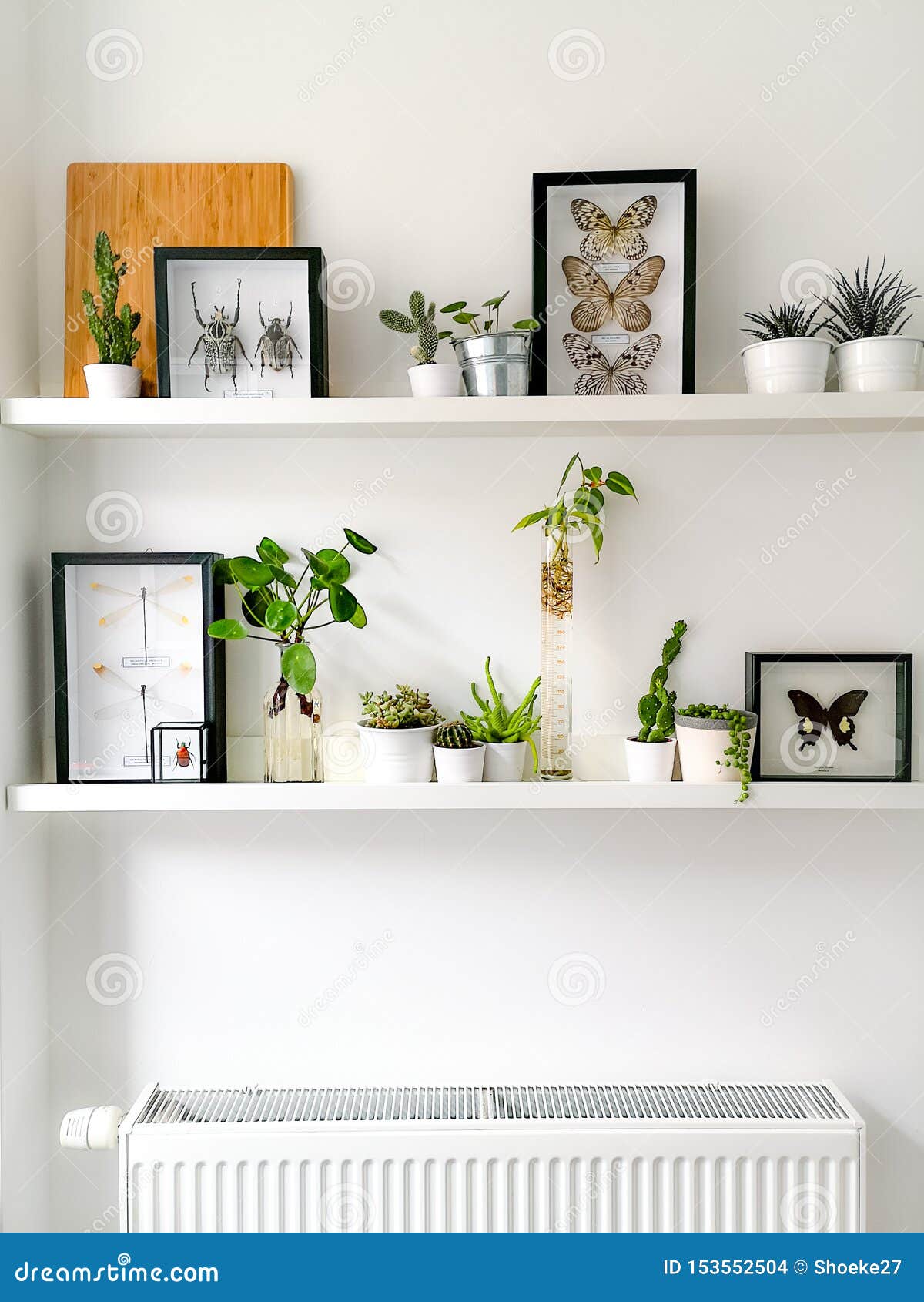 White Hanging Shelves With Numerous Plants And Framed Taxidermy