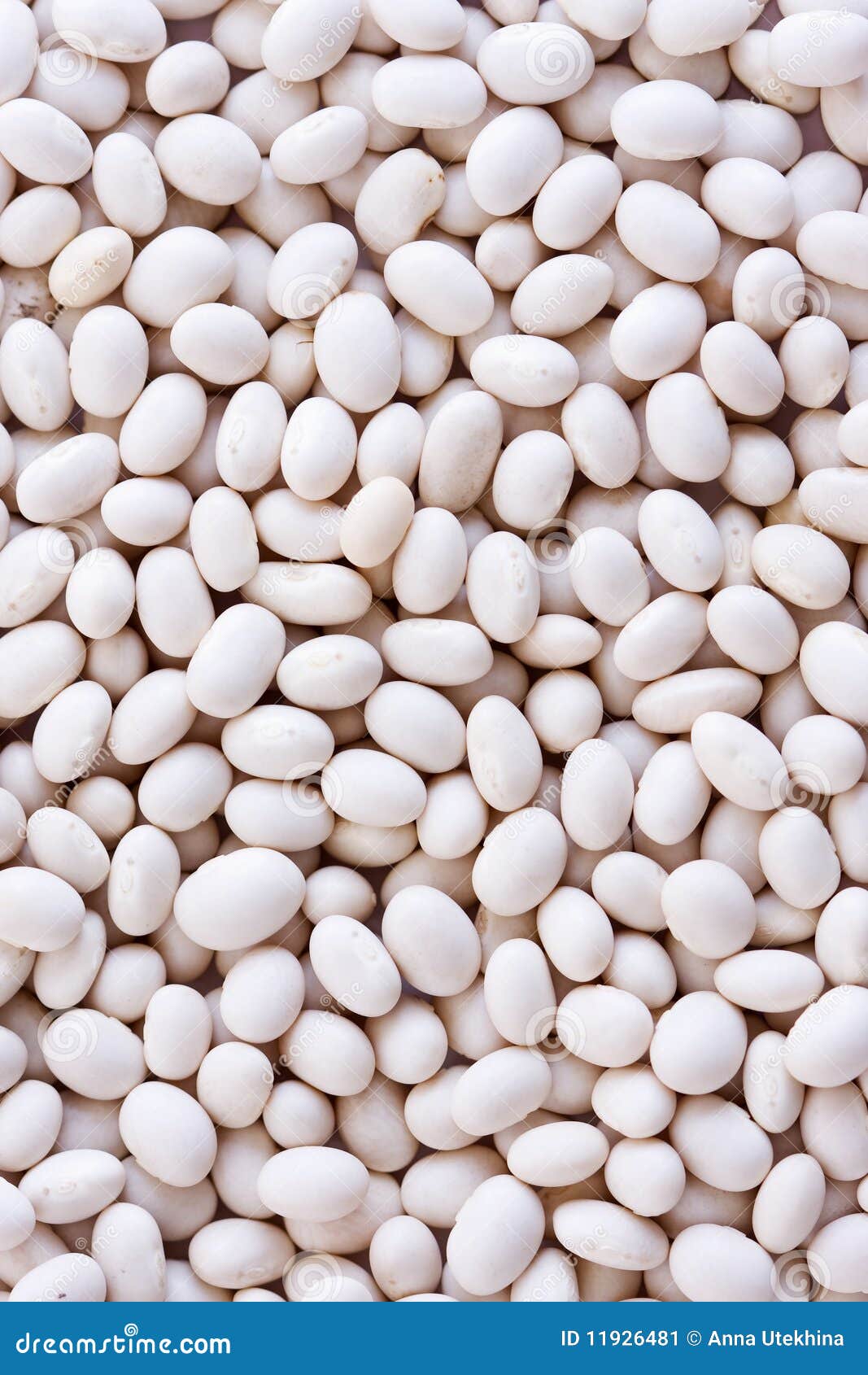 White Haricot Beans Stock Image 21238549