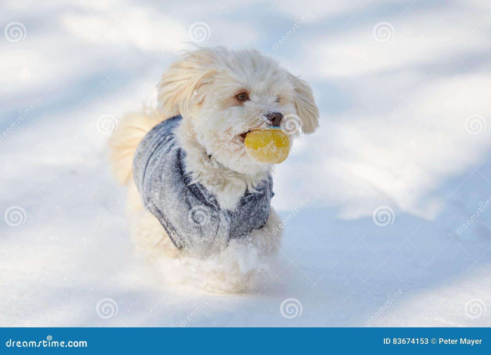 White Havanese Dog with Ball in the Snow Stock Image Image of