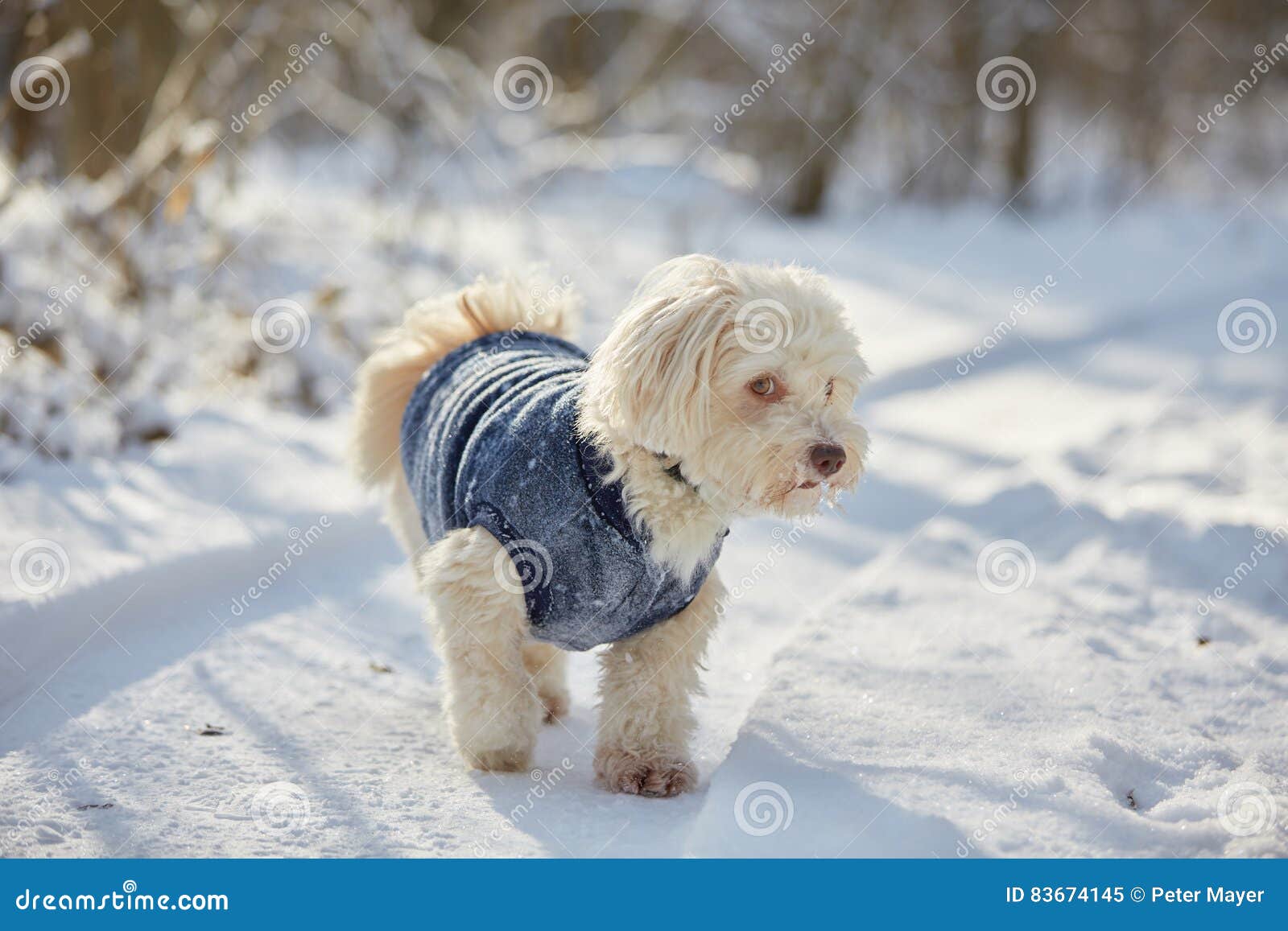 White Havanese Dog in the Snow Stock Image Image of sweet, soft 83674145
