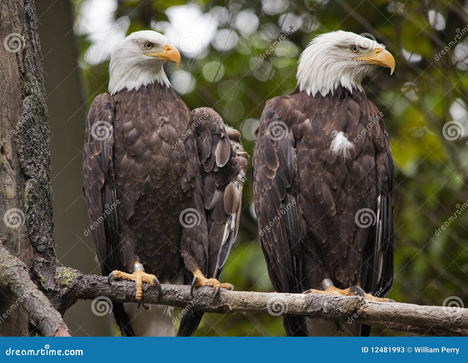 white head bald eagles in tree washington
