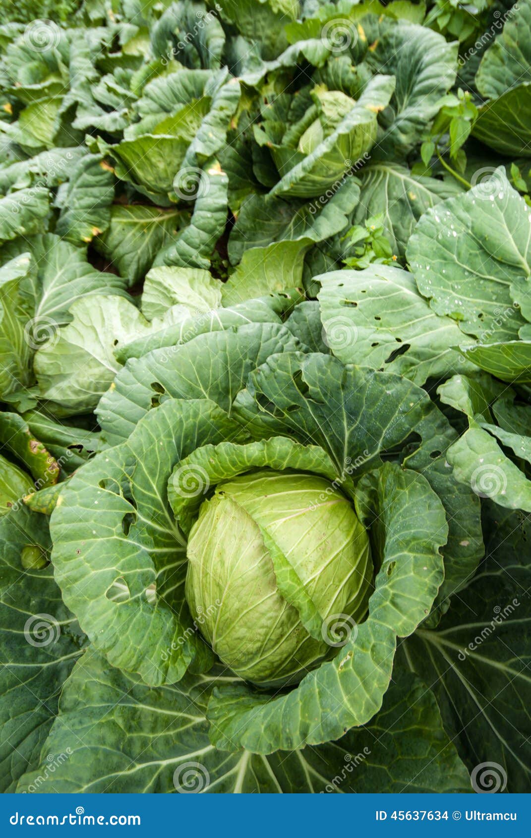 White Head Cabbages in Cabbages Field Stock Photo Image of good