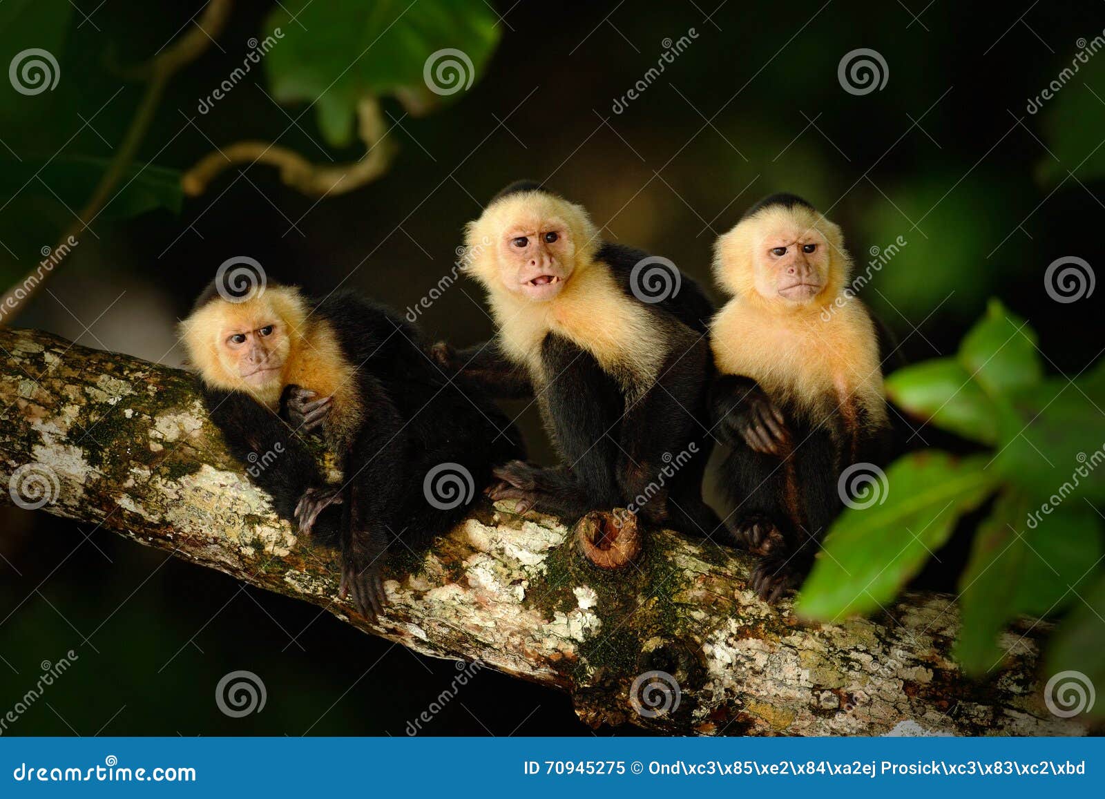 Macaco albino  Albino animals, Animals wild, Nature animals