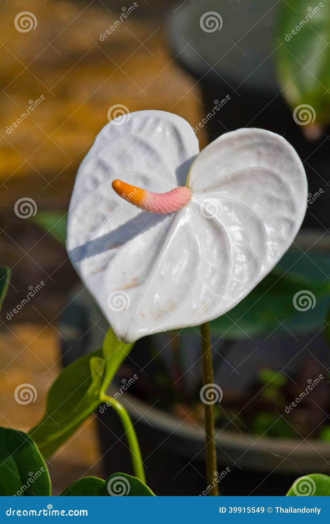 White Heart,anthurium Flower Stock Image - Image of glossy, finger